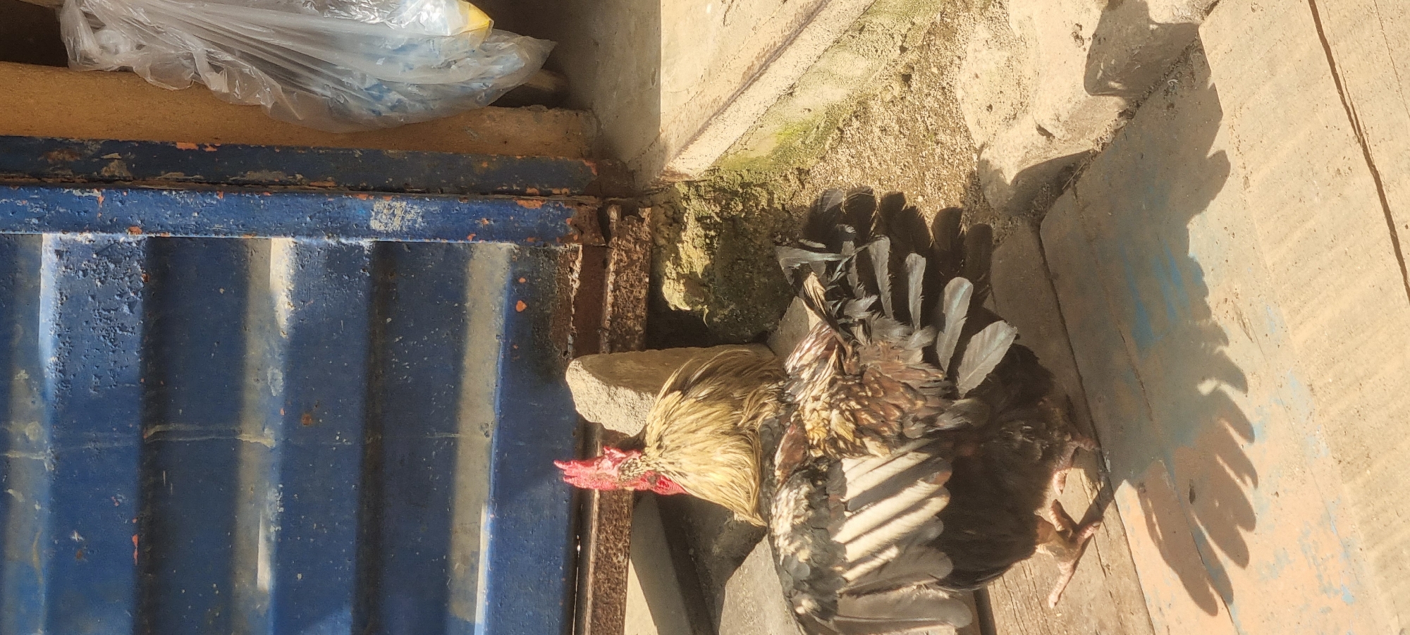 In a sunlit outdoor area in Lagos, Nigeria, two chickens are present. One rooster, primarily tan and white with a red comb and wattle, stands with its head and upper body visible behind a rough, gray stone. Its body is mostly obscured, but its plumage is detailed. The second chicken, a darker fowl with brown, black, and white feathers, is positioned in front of the rooster and a blue metal structure, likely a gate or door, which shows signs of rust and peeling paint. This darker chicken has its wings partially spread, displaying its feathers. The ground is a mix of wooden planks and concrete, with some sandy soil and mossy patches visible. A clear plastic bag, possibly containing items, is also visible to the right of the blue structure. Shadows are cast across the wooden planks by the chickens and other unseen objects.