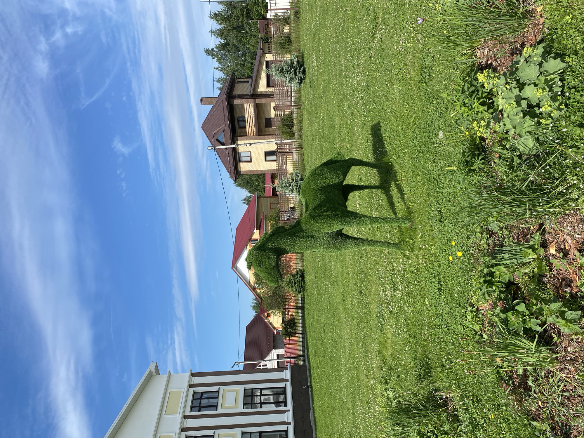 The image captures a bright, sunny daytime scene in a residential area of Tyumen, Russia. The foreground is dominated by a meticulously maintained green lawn, featuring a large, intricately sculpted topiary in the shape of an animal, possibly a horse or deer, made from lush green foliage. This topiary casts a distinct, elongated shadow on the grass to its right, indicating the sun is positioned to the left. To the right of the lawn, a wilder patch of green plants, weeds, and some small white and yellow flowers is visible.
In the mid-ground and background, several houses with varying architectural styles and colors are present. To the left, a multi-story building with a white facade and dark-framed windows stands prominently. Further back and towards the center and right, multiple residential houses are visible, characterized by light yellow or tan exteriors and prominent dark brown or red-tiled roofs. Some houses feature balconies and visible chimneys. Trees and other dense green foliage are scattered around the properties, adding to the verdant setting.
The sky, occupying the upper portion of the image, is a clear, vibrant blue with sparse, wispy white clouds stretching across. The strong shadows and bright sky suggest it is likely mid-morning or early afternoon on a clear, pleasant day. There are no people visible, and no specific activity or event is taking place, presenting a tranquil and well-kept suburban landscape. No visible text is present in the image.