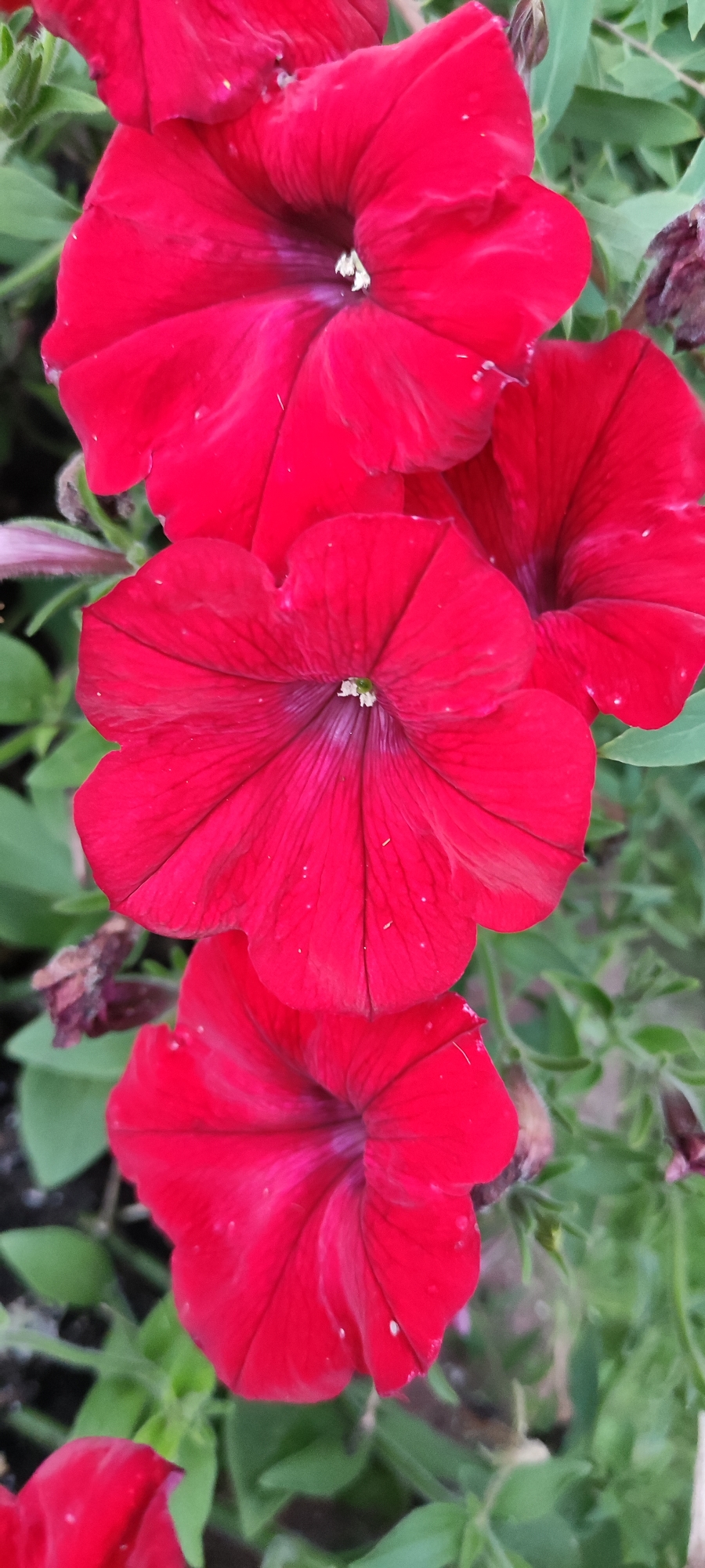 The media file displays a close-up, vertical shot of several vibrant red petunia flowers. The flowers are the primary subjects, with their velvety petals and trumpet-shaped centers clearly visible. The focus is on the blooms, with the background softly blurred, revealing green foliage and hints of darker earth, suggesting an outdoor garden setting.
There are at least three prominent red petunia flowers captured in the frame. The uppermost flower is partially visible on the left, with another large, open bloom dominating the center of the image. A third flower, also open, is positioned below the central one, with its petals extending towards the bottom of the frame. A fourth, possibly developing bloom, is visible at the very bottom. The petals of the flowers show subtle texture and some appear to have tiny water droplets or specks on their surface, adding a touch of detail. The overall color palette is dominated by the intense red of the flowers and the varied greens of the surrounding leaves.
The image does not contain any people or discernible text. The lighting appears to be natural daylight, illuminating the flowers and highlighting their rich color. There are no clear indicators of the time of day or specific weather conditions, although the freshness of the flowers suggests a temperate climate and possibly a recent watering or morning dew. The setting is clearly natural, likely a garden or park, given the presence of flowers and foliage. The emotion conveyed is one of natural beauty and vibrancy, emphasizing the visual appeal of the blooming flowers.