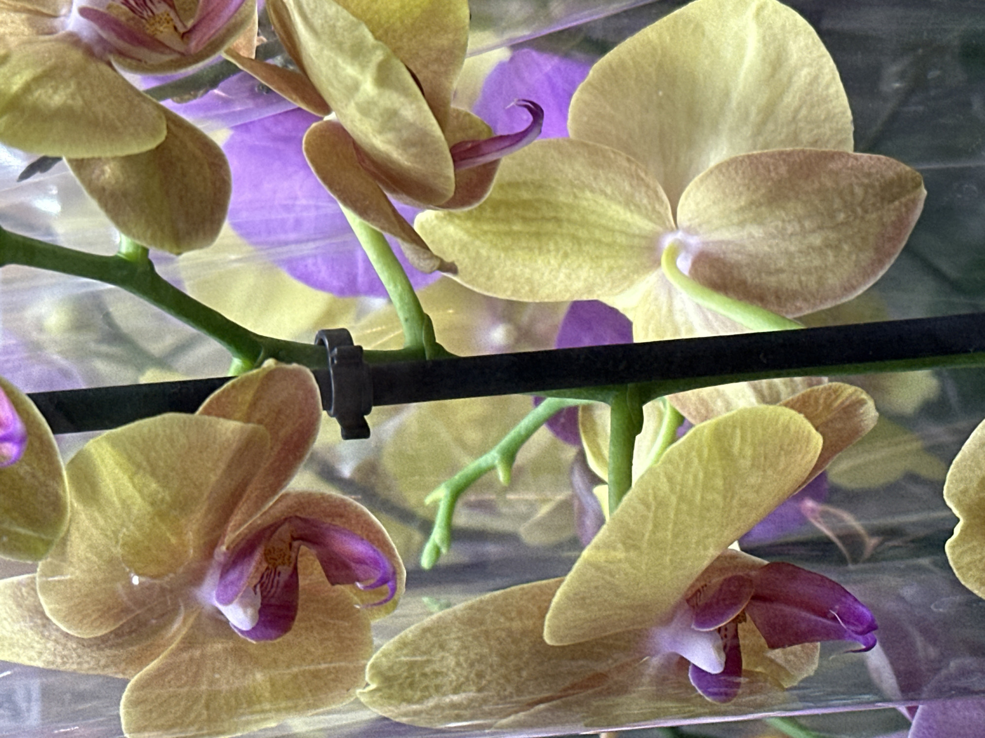 The image shows a close-up of yellow and purple orchids. The orchids are on a stem with a black stake supporting it. The background is blurred and appears to be other flowers. There is no identifiable information about the location in Podolsk, Russia. The image is an extreme close-up, so there are no people or other subjects visible besides the flowers and stake.