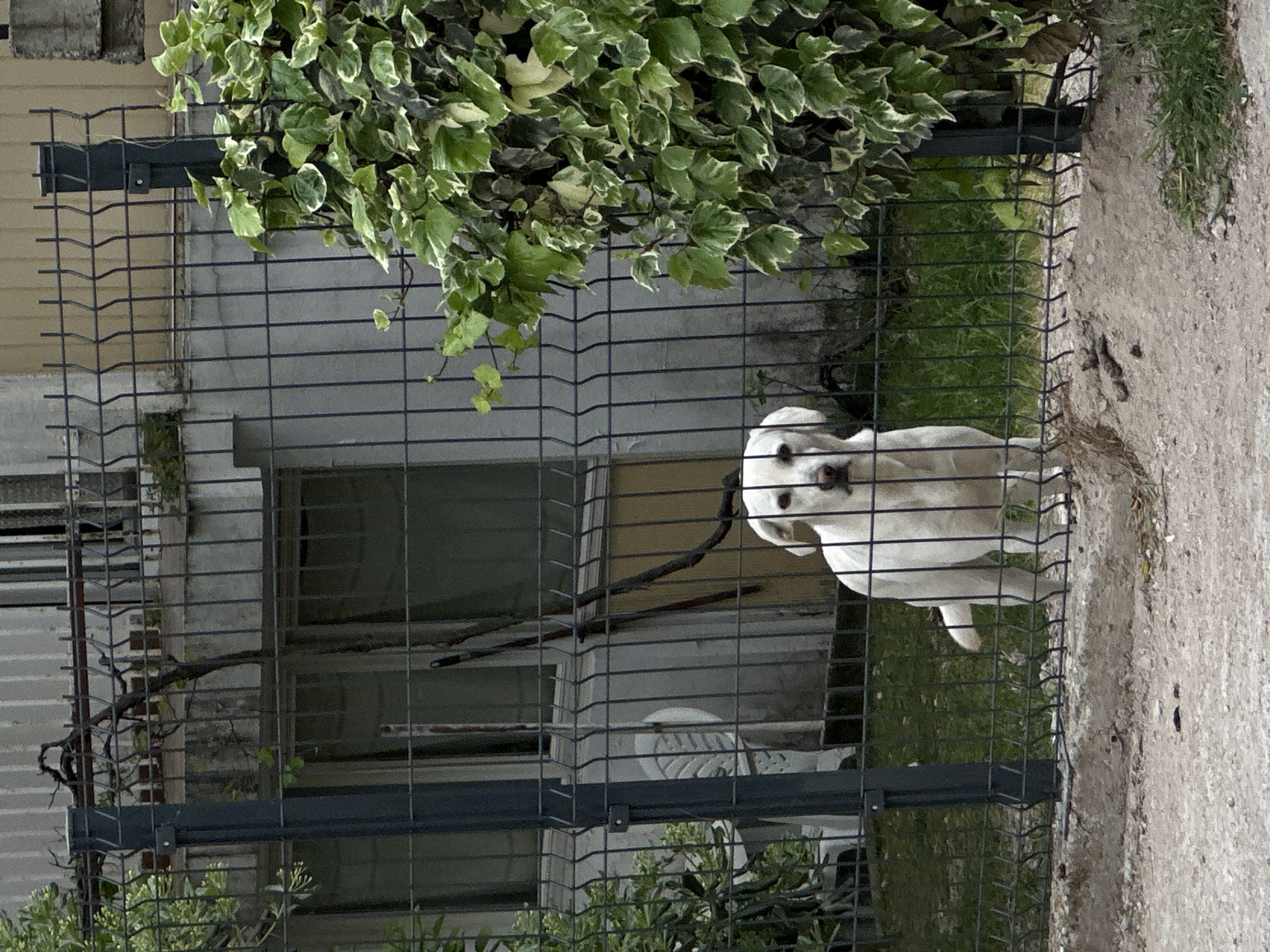 A white dog stands behind a metal fence in Šušanj, Montenegro. The fence is partially obscured by green foliage. Behind the fence is a building with a window and some vegetation. A concrete surface is visible on the right side of the image.