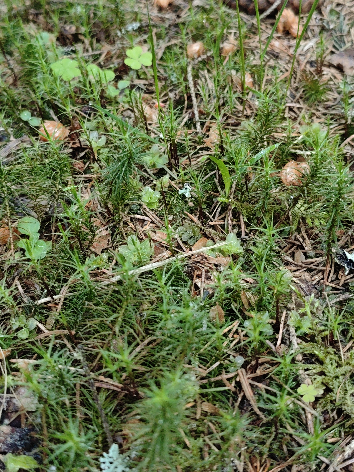 The image shows a forest floor covered in moss and small plants, including clover. There are also scattered pine needles and small, brown, spherical objects, possibly seeds or small fungi. The ground appears damp, and the scene is lit by diffused natural light. The location is stated to be Боровково, Russia. No people, actions, or interactions are visible in the image.