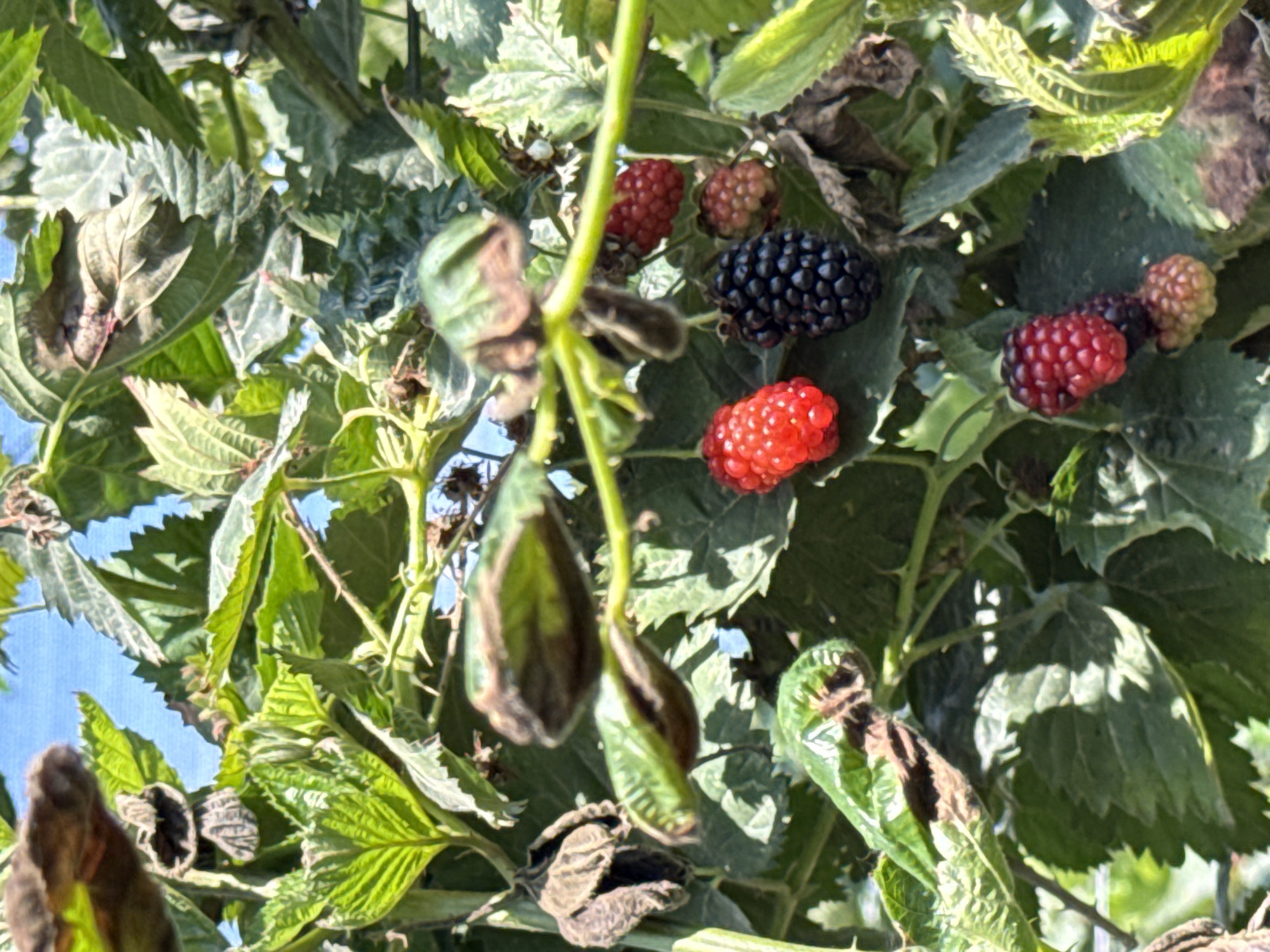 The image shows a close-up of a blackberry bush with ripe and unripe berries. The berries are a mix of deep purple, red, and green. The leaves are green and serrated, with some showing signs of dryness or disease. A thin, thorny stem runs vertically through the frame. The background is a bright blue sky, suggesting it is daytime and likely fair weather. The scene is outdoors, likely in a garden or field where blackberries are grown. There are no people or text visible in the image. The focus is on the berries and foliage, highlighting the natural beauty of the fruit on the vine.