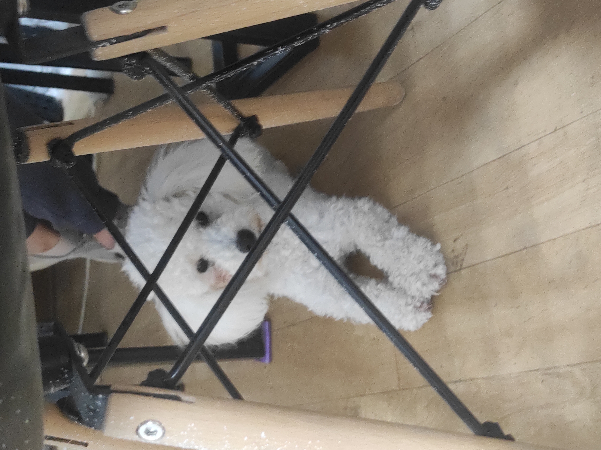 A white, fluffy dog is lying under a wooden chair with black metal supports on a wooden floor. The dog's head is visible between the chair's legs, and its body is curled up. Part of a person's leg is visible to the left of the chair. The wooden floor consists of light brown planks. The city is not specified in the prompt.