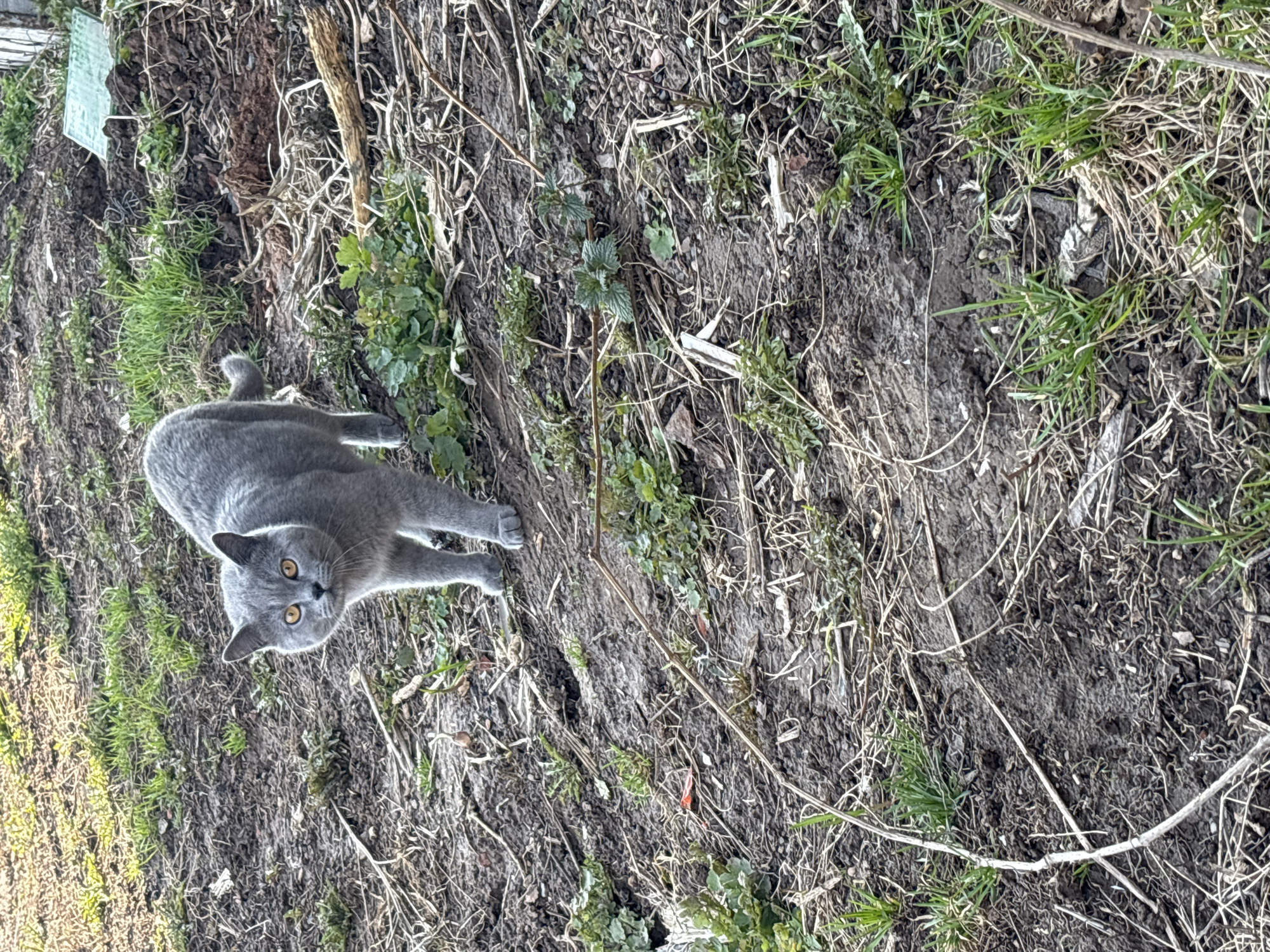 A grey cat is lying on its side on a patch of dirt and grass. The dirt and grass are interspersed with dry twigs and leaves. In the upper left of the image, there is a small, rectangular piece of clear material, possibly glass or plastic. The location is outdoors, and given the query context, could be inferred to be in the city of Фоки, Russia.