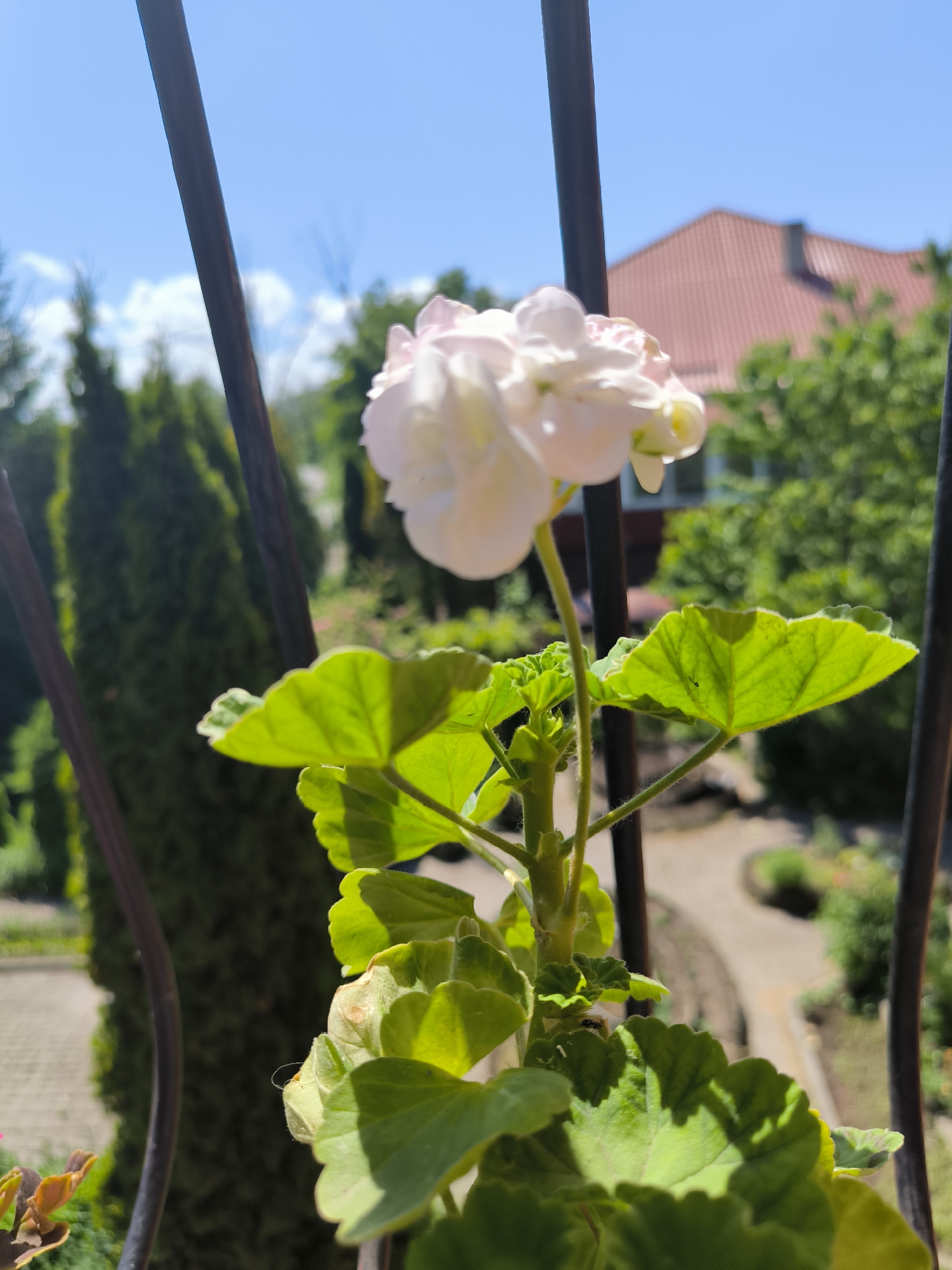 The image displays a close-up, elevated perspective of a flowering plant, identified as a Pelargonium (geranium), with a single white to very pale pink blossom. The plant exhibits multiple vibrant green leaves, one of which shows a small, dark insect near the lower left of the frame. The view is partially framed by two dark, vertical metal bars. In the midground, out of focus, a landscaped garden features tall, dark green coniferous trees on the left and a winding light-colored path. The background reveals a residential building with a distinctive terracotta-tiled roof and a chimney, set against a clear blue sky with minimal white clouds. The scene is illuminated by bright natural daylight, creating shadows on the plant's leaves. The described location is Laskino, Russia.