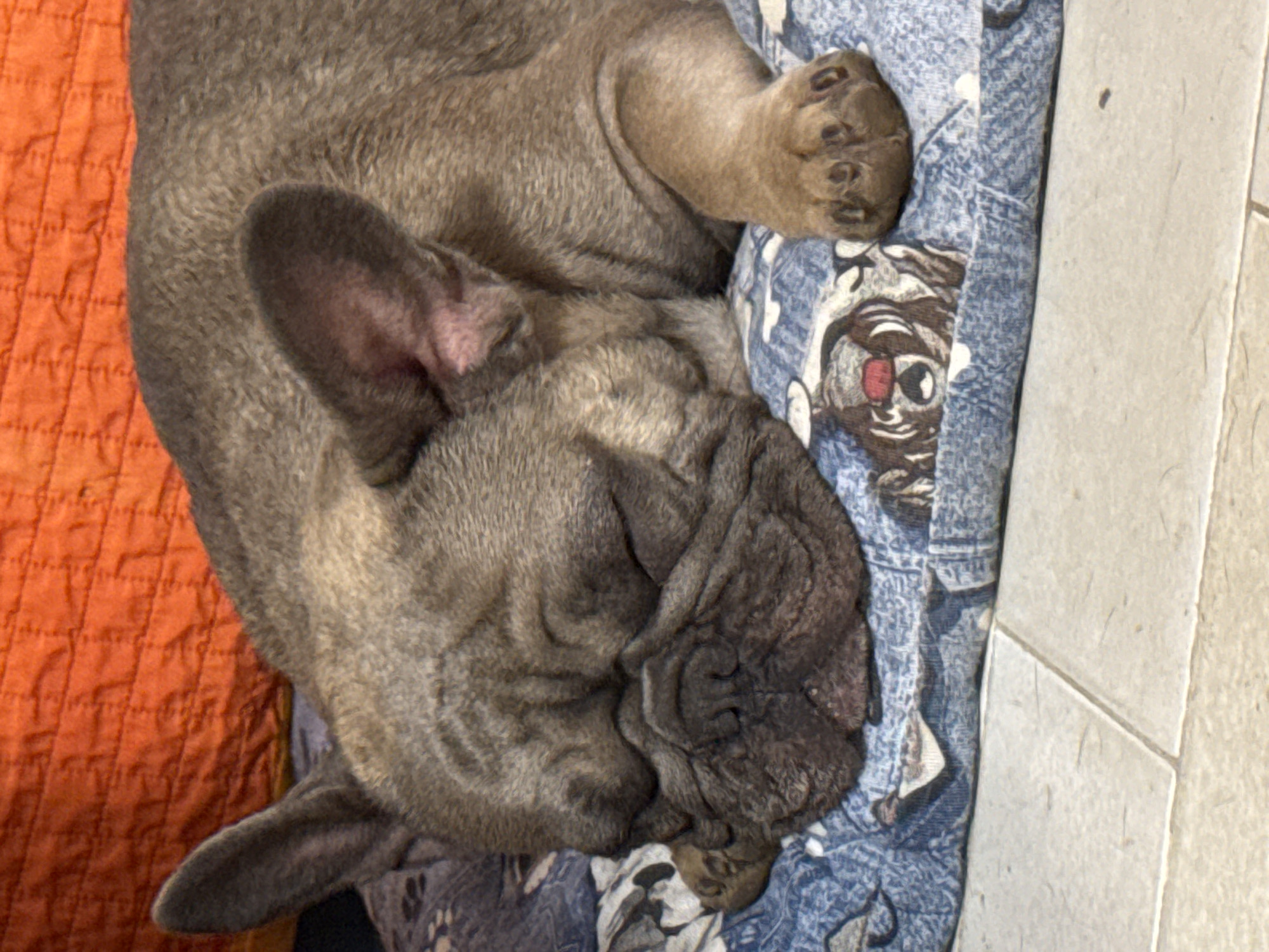This is a close-up, overhead shot of a French Bulldog sleeping on a blue blanket with a cartoonish animal print. The dog is a fawn color with characteristic wrinkled skin around its face and ears. It is curled up, with its head resting on its paws and its body partially obscured by its own limbs. To the left of the dog, a textured orange surface is visible, possibly a cushion or throw. The background on the right appears to be a tiled floor, with a light-colored grout line running diagonally. The lighting suggests it is daytime. The overall mood is peaceful and cozy, conveying a sense of deep sleep. There is no visible text in the image. The location context provided is San Benedetto del Tronto, Italy.