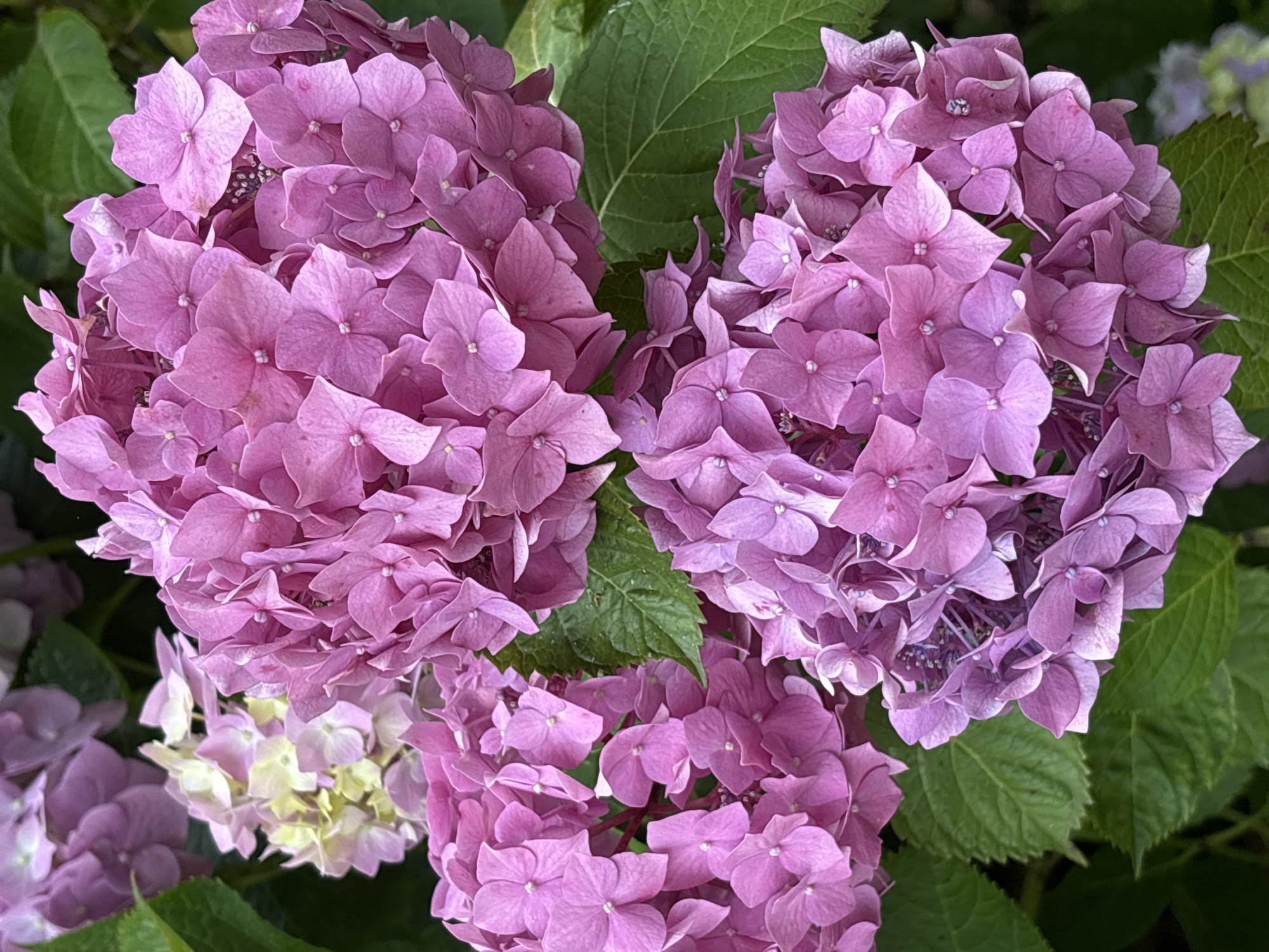 This is a close-up, top-down shot of several clusters of pink and light purple hydrangeas. The flowers are densely packed, with individual florets having delicate, rounded petals. Some of the florets are a vibrant pink, while others are a lighter shade, transitioning to pale yellow and lavender in some areas, especially in the lower left and mid-right sections of the image. Dark green leaves are interspersed among the blossoms, providing a natural backdrop. The lighting suggests it is daytime, and the overall impression is one of a lush, blooming garden. There is no visible text in the image. The context of Sochi, Russia, implies a temperate climate suitable for such flowering plants.