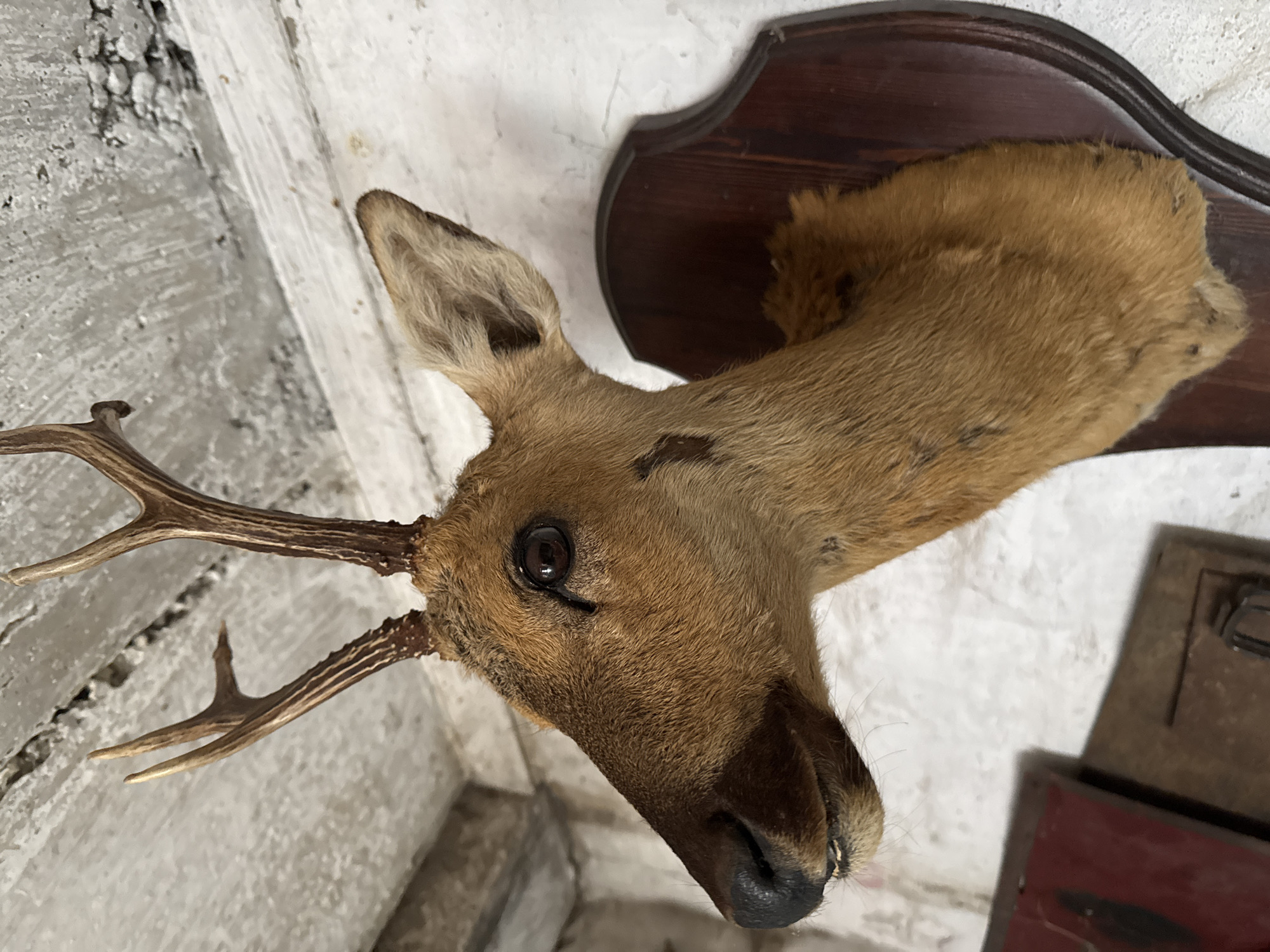 The image depicts a taxidermied deer head mounted on a dark wooden plaque. The deer has brown fur, small antlers, and one visible eye. It is attached to a white plaster wall in a room in the city of Chaikovsky, Russia. The room appears old and worn. A red object can be seen near the lower-right corner.