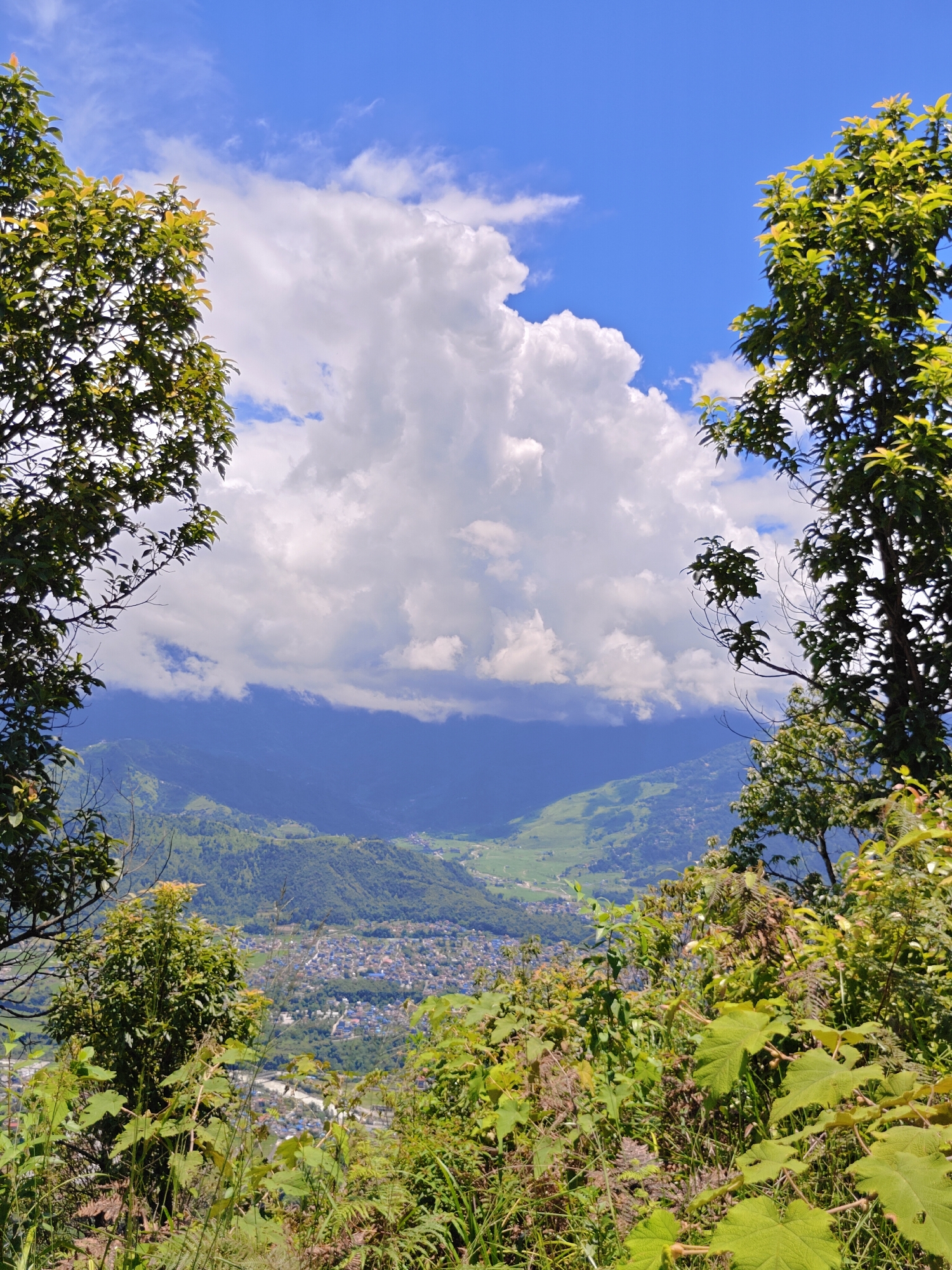 The image captures a scenic vista from a high vantage point overlooking the city of Pokhara, Nepal. The foreground is dominated by lush green foliage, with trees framing the view on either side and a dense undergrowth of plants and ferns in the immediate foreground. Beyond the vegetation, a valley unfolds, revealing the urban sprawl of Pokhara. Numerous buildings, predominantly with blue roofs, are clustered together, suggesting a densely populated area. A winding river or road can be faintly discerned cutting through the landscape. Rolling green hills, characteristic of the Pokhara region, form the mid-ground, interspersed with patches of cultivated land. In the background, majestic mountains rise, their slopes shrouded in a hazy, bluish-purple hue, indicative of atmospheric perspective. The sky above is a vibrant blue, punctuated by a dramatic, towering cumulus cloud formation that casts a shadow over parts of the mountainous terrain. The overall impression is one of natural beauty combined with human settlement, bathed in the bright light of a clear day with dynamic cloud cover.