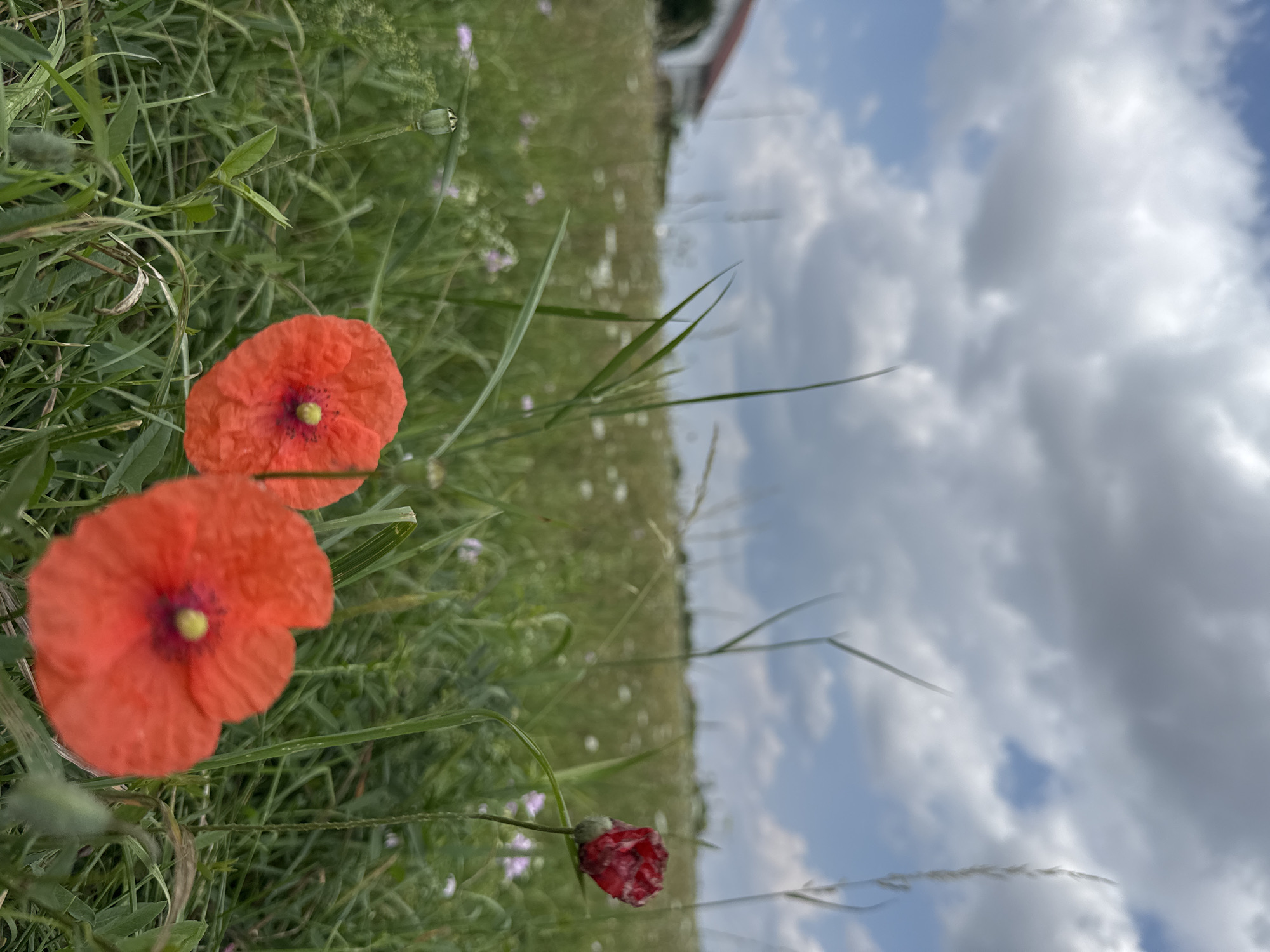 The image depicts a close-up view of vibrant red poppies in a grassy field under a partly cloudy sky. The foreground is dominated by two fully bloomed poppies with dark centers and delicate petals. To the right, a single red poppy bud is visible. The background shows a blurry expanse of green grass dotted with small white and pink wildflowers, a hint of a white building with a red roof on the far left, and a cloudy sky with patches of blue. The overall setting suggests a rural or semi-rural environment. The scene is captured in Wettstetten, Germany.