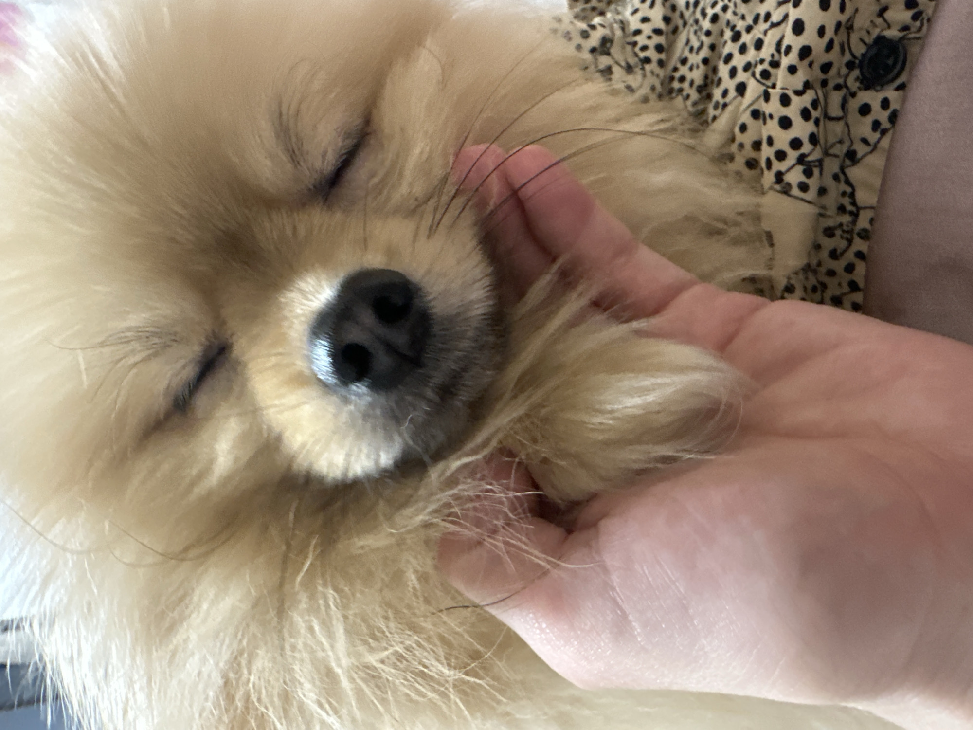 A close-up shot shows a light-tan Pomeranian dog sleeping peacefully with its eyes closed. A human hand is gently cupping the dog's head and resting on its fur. The dog has a shiny, black nose. The background is slightly out of focus, but a patterned fabric with dark spots on a light-colored base is visible near the dog's fur. There is no visible information that places the scene in Votkinsk, Russia.