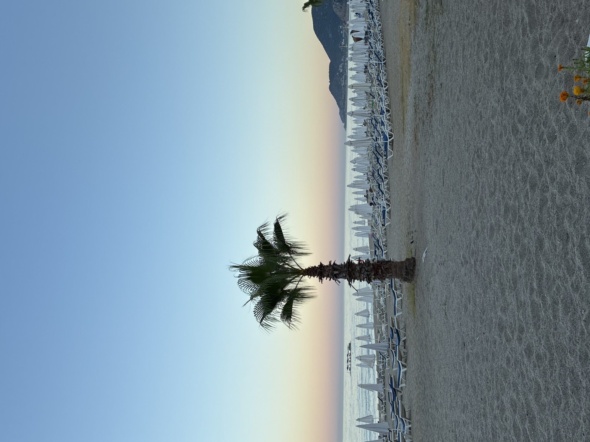 This is a vertical, eye-level, medium shot of a beach in Alanya, Turkey, during a clear sky with a pastel sunset. The foreground is dominated by textured sand. A single, mature palm tree with a rough trunk and dark green fronds stands in the center of the frame, with its shadow cast on the sand. Behind the palm tree, rows of empty white beach umbrellas and blue-and-white striped lounge chairs are neatly arranged on the sand, extending towards the sea. The calm sea is visible in the middle ground, reflecting the soft colors of the sky, with a few boats in the distance. A faint outline of mountains can be seen on the horizon to the right, with the sun setting behind them. The sky transitions from a pale blue at the top to shades of pink, orange, and yellow near the horizon. There are no people visibly interacting with the beach setup; the scene suggests an early morning or late evening at a resort.