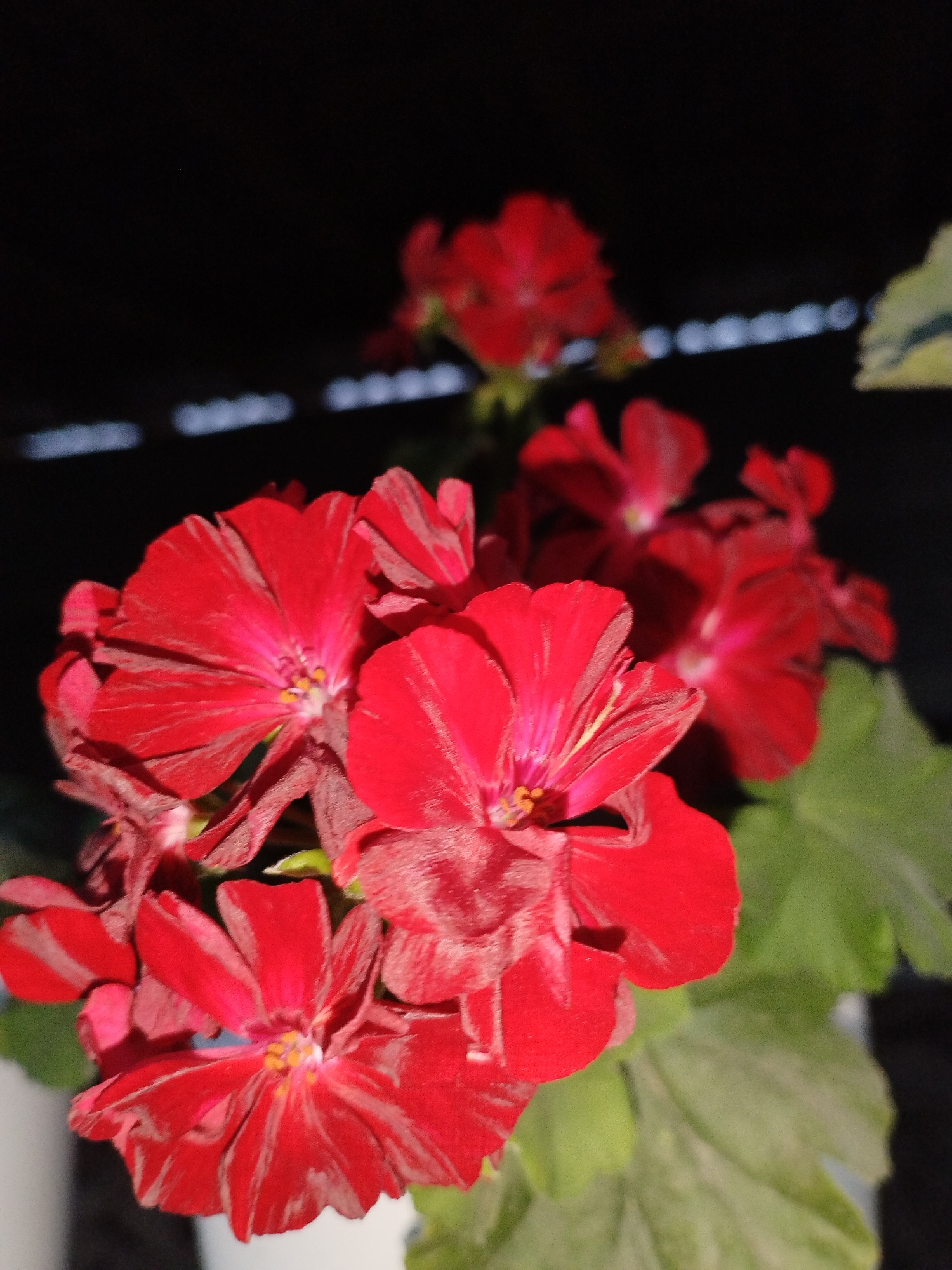 A close-up, vertical shot focuses on a cluster of vibrant red geranium flowers. The petals are delicate and ruffled, with darker reddish-brown veining that adds depth and texture. Some of the flowers are fully open, revealing their stamen, while others are partially closed. The background is dark and blurred, with a faint horizontal line of out-of-focus lights. Green leaves are visible towards the bottom right of the image, providing a natural contrast to the red blossoms. The lighting suggests it might be evening or a dimly lit indoor space. The image does not contain any people. The scene is a still-life of the flowers, with no discernible activity or interaction.