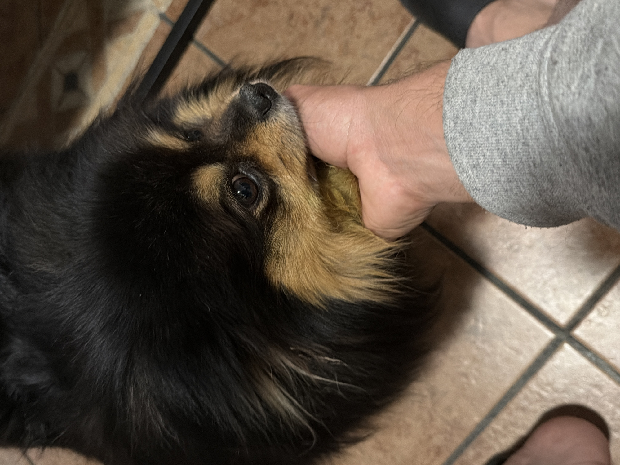 A close-up shot depicts a small, long-haired black and tan dog with its mouth gripping a person's hand. The person's arm is covered in a gray sweater. The dog's face is visible, focusing on its dark eyes and wet nose. The background is comprised of tiled flooring in neutral tones of brown, and black. It is not possible to determine the location in Cuautla, Mexico from the given image.