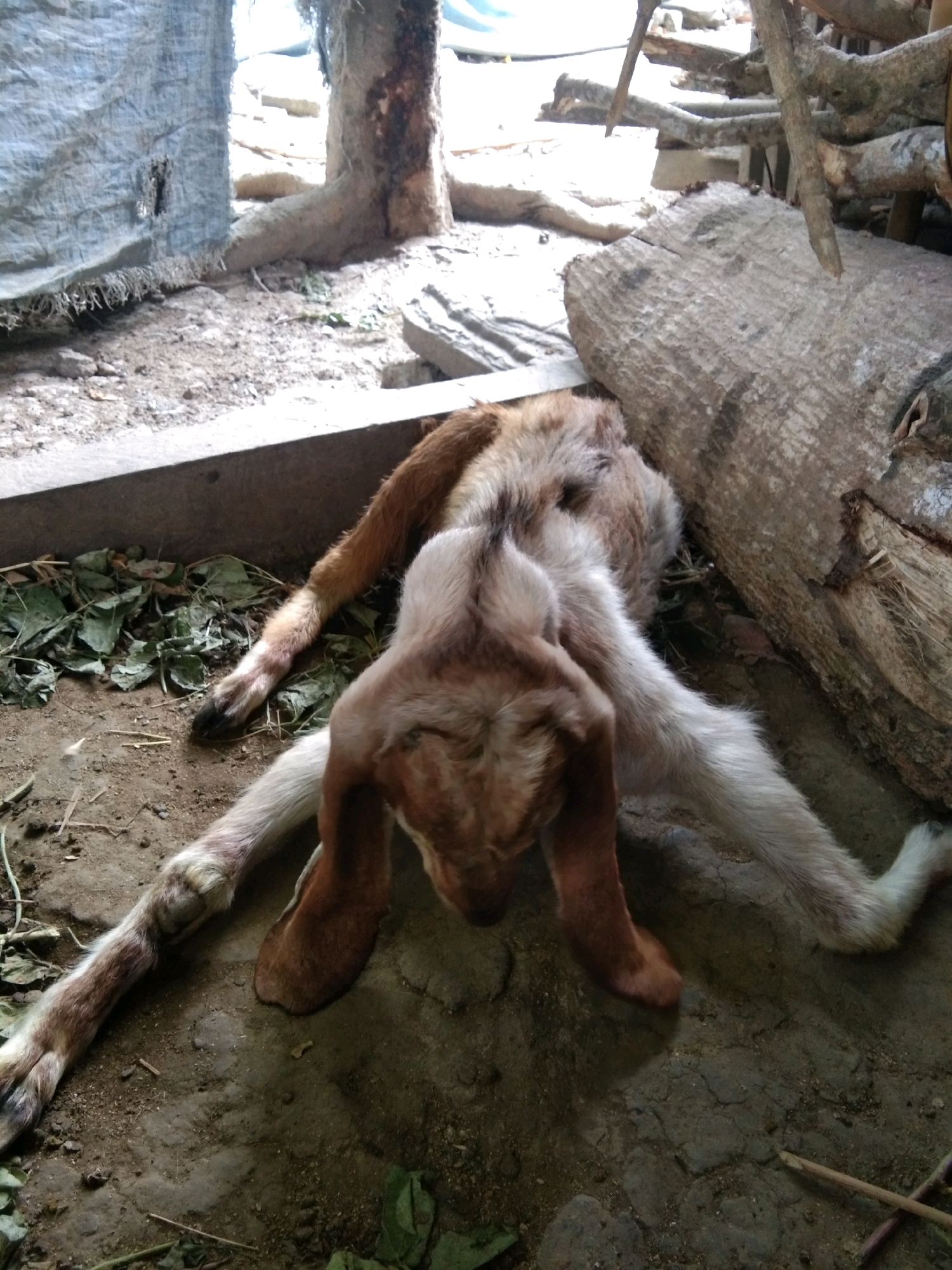 A young goat lies on the ground in a rustic enclosure. Its legs are splayed out awkwardly, and its head is lowered. The goat's fur is a mix of brown and white. The enclosure appears to be made of natural materials, with a rough wooden beam on the right and a blue tarp on the left. Dry leaves and dirt cover the ground. The scene suggests a rural setting, possibly a farm or a backyard in Karangsambung, Indonesia.