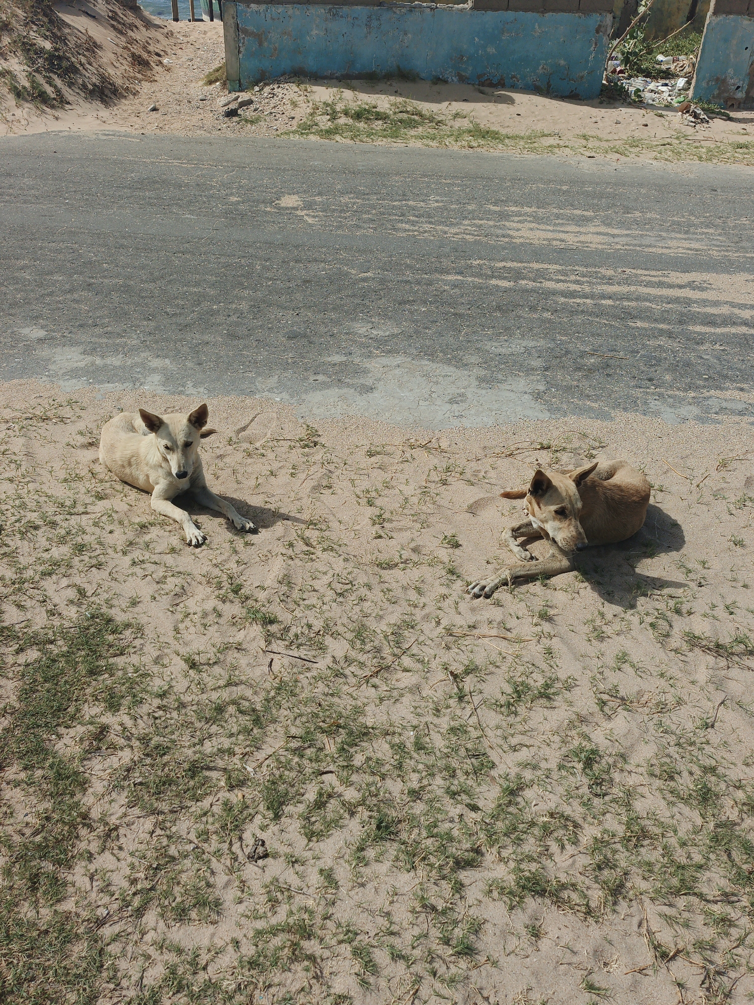 The scene is outdoors in Villa Marina, Venezuela. Two dogs lie on sandy ground interspersed with short, sparse green vegetation. The sandy area borders a gray asphalt road. Beyond the road, a dilapidated blue wall is visible, and further in the background, sand and what appears to be the ocean can be seen. Litter is present near the blue wall. One dog is lighter in color and lies stretched out, looking directly at the camera. The other is a darker brown and curled up, chewing on something.