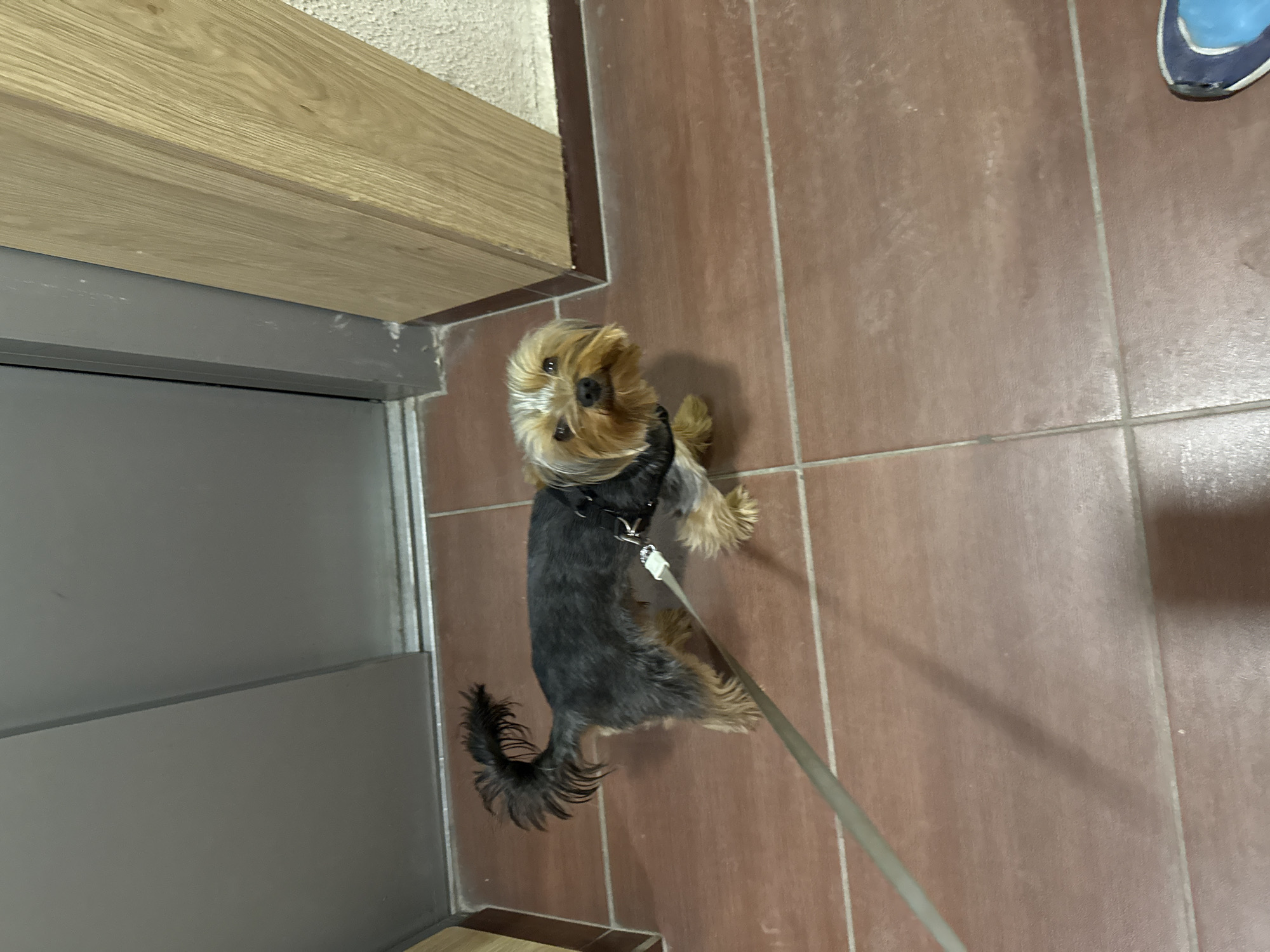 The image depicts a Yorkshire Terrier standing on brown tiled flooring, with its leash extending into the frame. The dog has a black harness. Part of a light-colored wooden doorframe and a grey door are visible on the left side. A shoe is partially visible in the upper right corner of the image. The location is unknown, and there is no definitive evidence suggesting it is in Varna, Bulgaria.