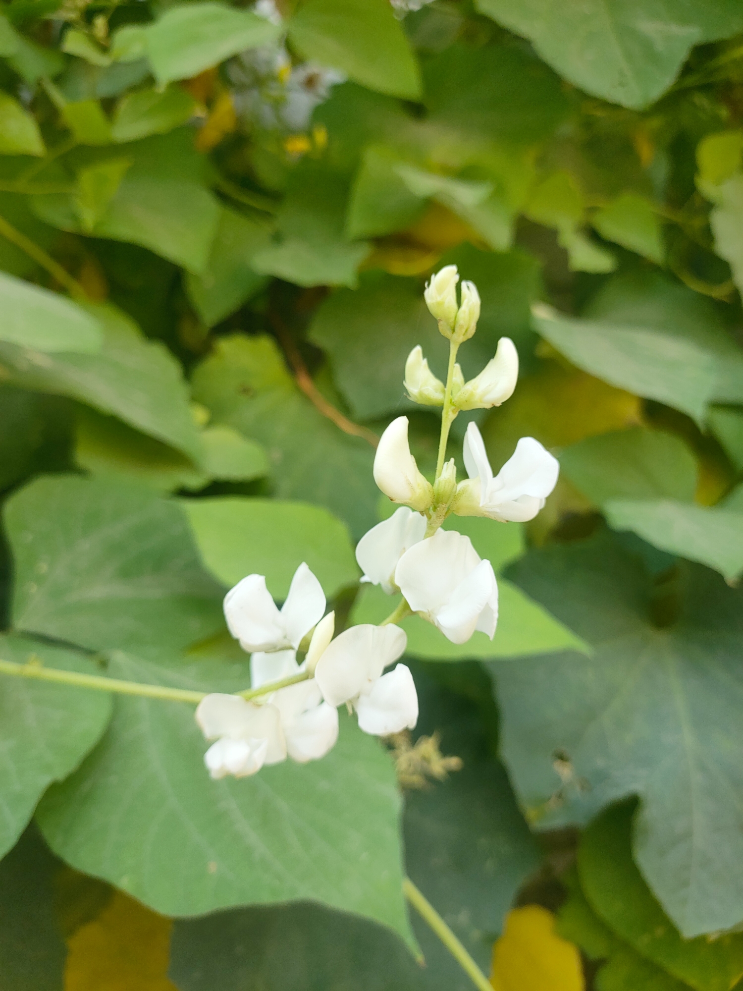 A close-up, high-angle shot focuses on a stem of delicate white flowers, possibly belonging to a bean plant, set against a backdrop of lush green leaves. The flowers, with their distinctive pea-like structure, are clustered at the top of the stem, some fully open and others still in bud. The leaves are broad and vibrant green, with some appearing slightly blurred due to the shallow depth of field. The lighting suggests it is daytime, and the overall scene evokes a sense of natural beauty and growth. No specific location in Sooko, Indonesia, can be determined from the visual information provided.