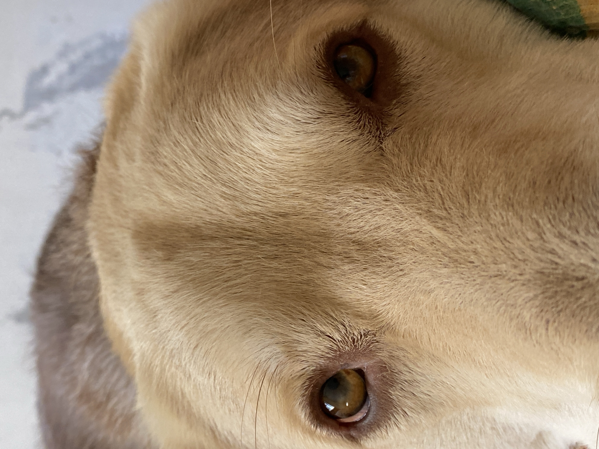 This is a close-up, high-angle, eye-level shot of a dog's face. The dog appears to be a light brown or golden retriever mix with light brown eyes and tan fur. The dog is lying down on a patterned surface which is mostly out of frame. The top right of the image shows a hint of a green and yellow blanket or rug. The lighting suggests it could be daytime, indoors or outdoors with soft light. No text is visible in the image.