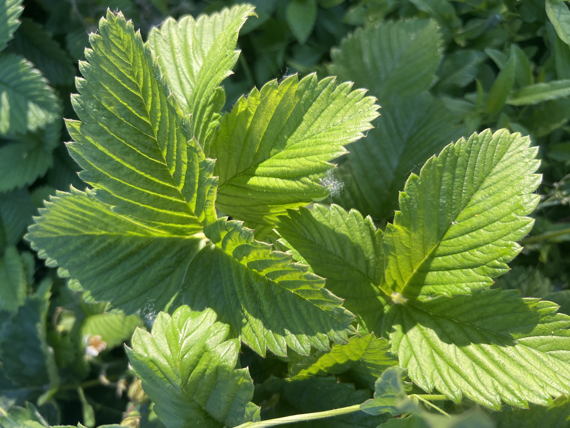 The image shows a close-up of bright green strawberry leaves in soft sunlight. The leaves are textured with prominent veins and serrated edges, and some are casting shadows on others. The background is softly blurred with more greenery, suggesting an outdoor garden or field setting. There is a hint of a small white and pink flower in the upper left quadrant of the image. The scene appears to be in Mochische, Russia, during a period of ample sunlight.