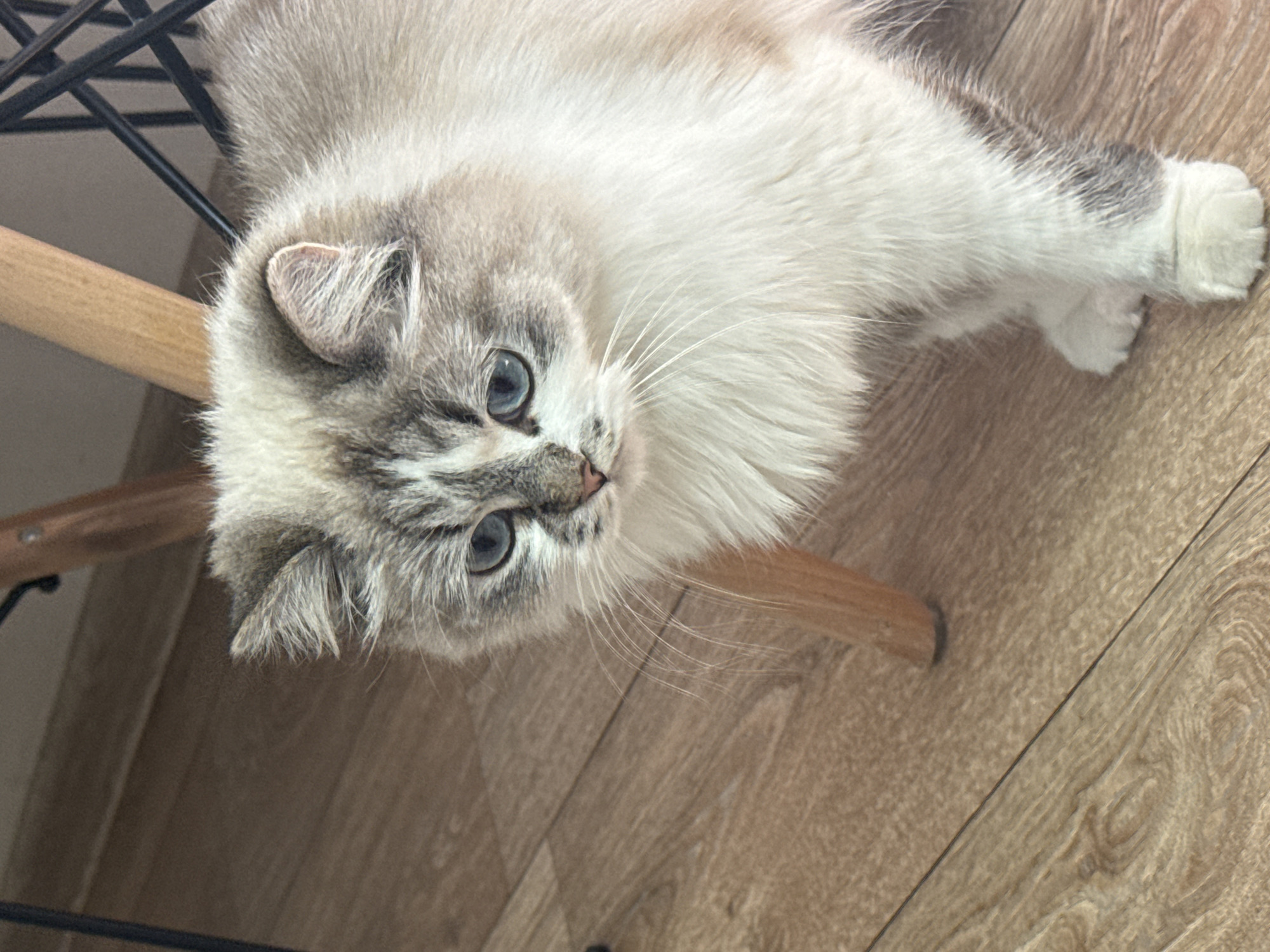 A close-up, high-angle shot depicts a light-colored cat with grey markings on its face and paws lying on a light-colored wooden floor. The cat has bright blue eyes and a fluffy white mane. A black metal chair with a wooden leg is partially visible in the upper left of the frame. The cat is looking towards the camera. The location is in Rostov-on-Don, Russia, inferred from other visual clues.