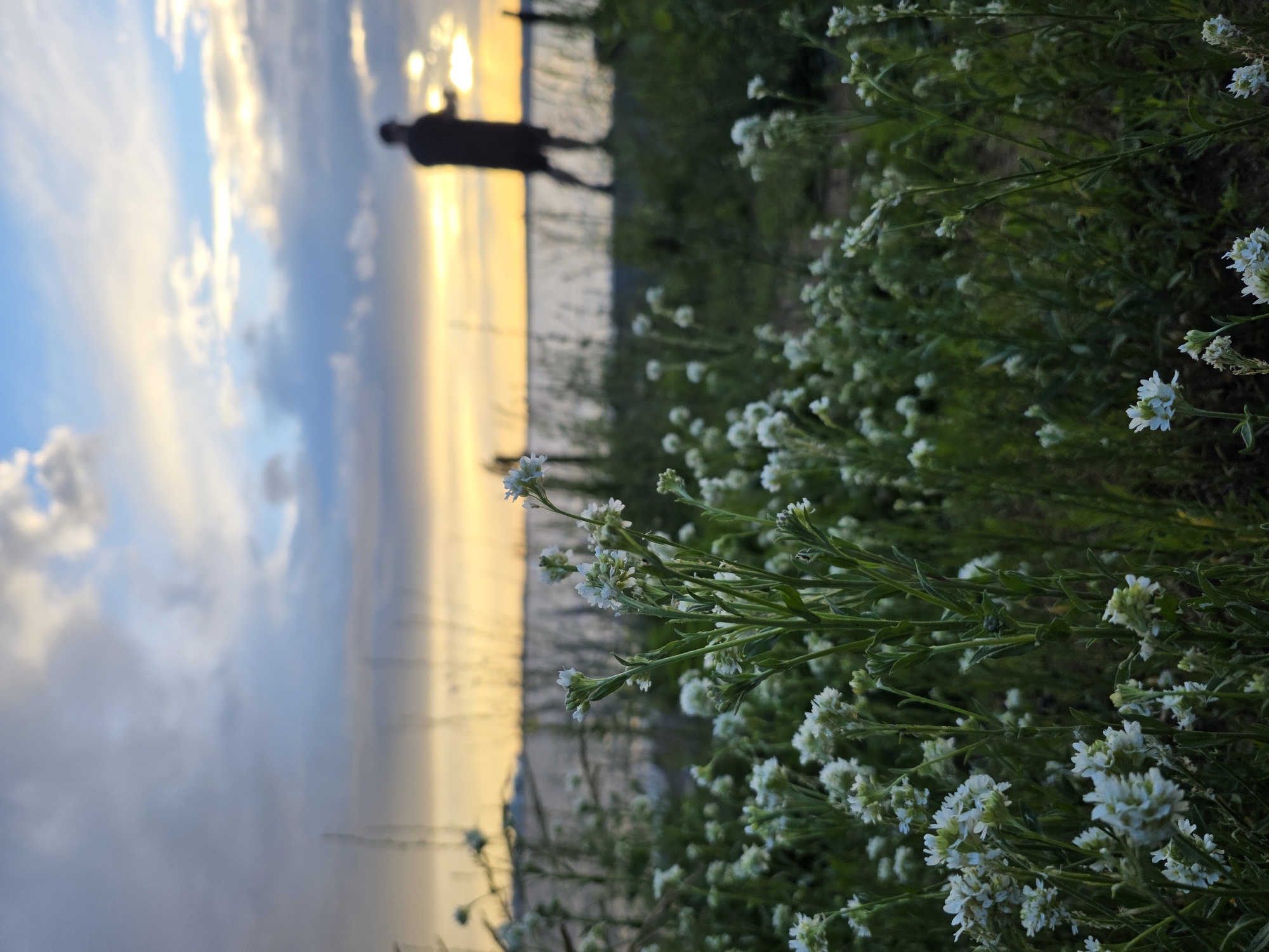 A solitary figure stands silhouetted against a dusky sky at the water's edge, their form indistinct as they appear to be engaged in an activity. In the foreground, a dense patch of small, white wildflowers with green stems dominates the view, their delicate petals slightly blurred by the shallow depth of field. The background reveals a calm body of water, reflecting the soft hues of the sunset, with a hazy horizon line. The overall scene evokes a peaceful, perhaps contemplative, atmosphere. The location is identified as Chaikovsky, Russia.