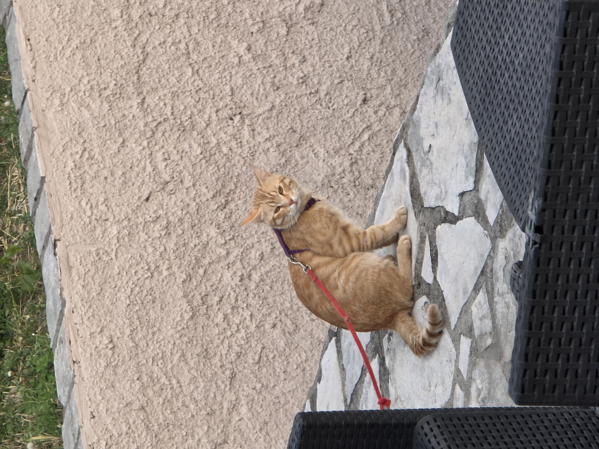 An orange tabby cat wearing a purple collar and red leash is lying on a stone-paved area next to a textured beige wall. Part of a black wicker chair is visible on the right side of the frame. Grass and greenery are visible along the bottom left edge. The location is Podgorica, Montenegro.