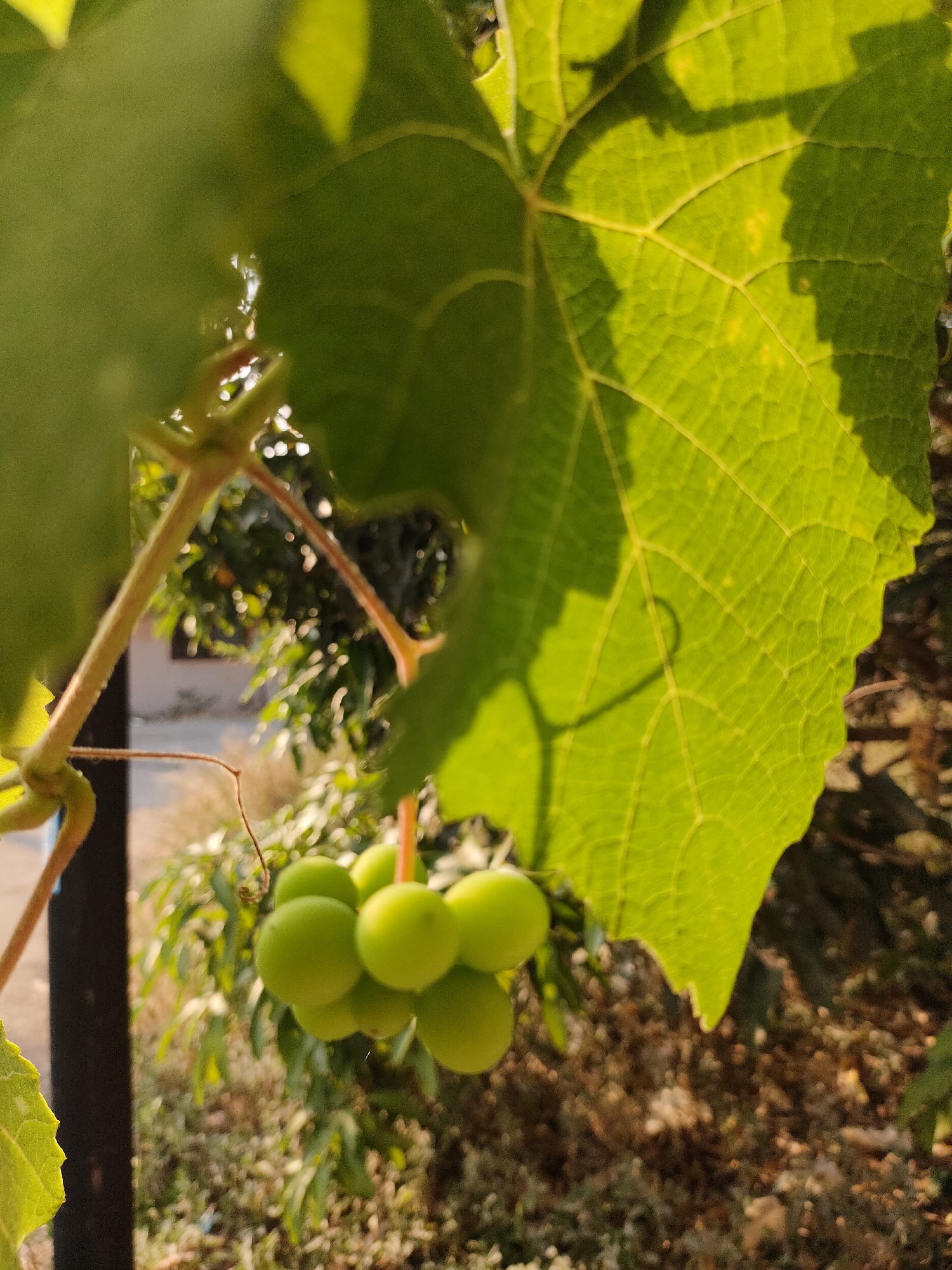 A close-up, slightly low-angle shot captures a cluster of unripe, green grapes hanging from a vine. The grapes are small and round, with a smooth skin. They are clustered together tightly on a thin stem. To the left and right of the grapes are large, green grape leaves, one of which is prominently in the foreground, angled towards the upper right corner of the frame. The leaf is detailed, with visible veins and a textured surface. Sunlight filters through the leaves, creating shadows and highlighting the bright green color. In the background, the scene is softly blurred, showing hints of trees and foliage, and a structure that appears to be a building with a window. The overall impression is of a natural, outdoor setting.