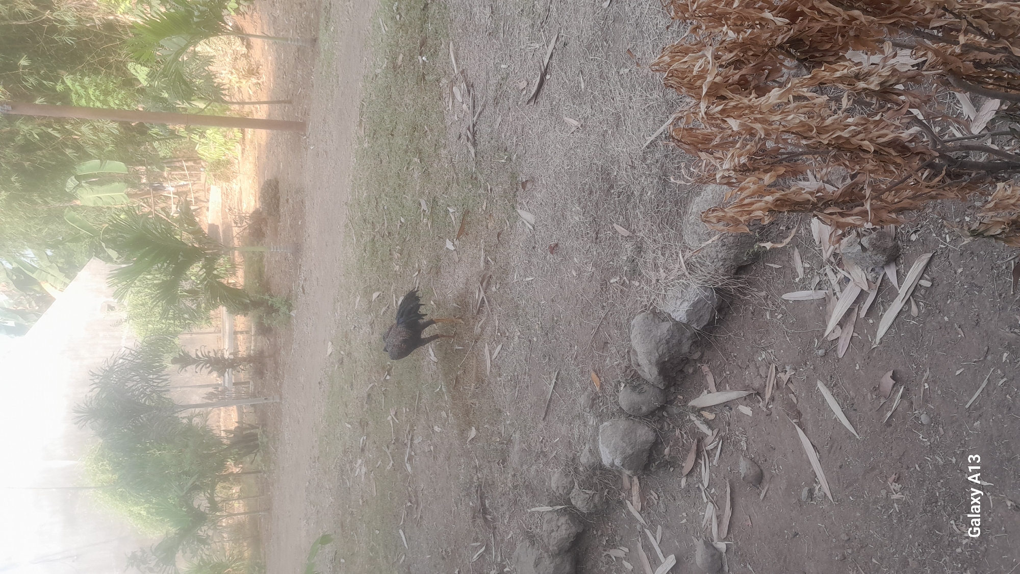 The image shows a rooster standing on a patch of dirt and dry grass, with some scattered leaves. In the background, there are several palm trees and other vegetation, as well as what appears to be a simple building. The overall scene suggests an outdoor, rural setting. The presence of a rooster in a domestic or semi-domestic environment is common in many parts of Indonesia. Hadipolo is a village in Jepara Regency, Central Java, Indonesia. The image is likely taken in the rural outskirts of Hadipolo, where such vegetation and simple structures are typical.