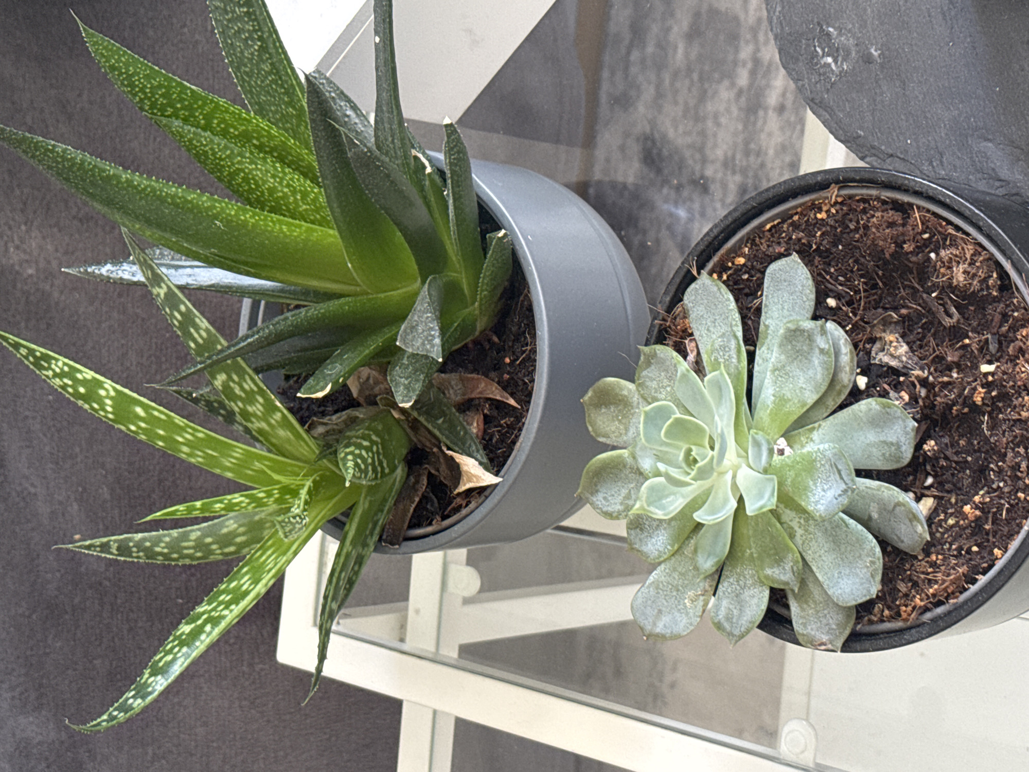 The image shows two potted succulent plants on a glass-topped table. The plant in the background, in a grey pot, has pointed green leaves with white speckles and is identified as a type of Aloe. The plant in the foreground, in a black pot, has a rosette of light green, fleshy leaves and is identified as an Echeveria. The scene is indoors, with a dark grey textured surface visible behind the table, likely a wall or furniture. The lighting appears to be natural, coming from the side. The image does not provide any information about the location in the city of Höhenkirchen-Siegertsbrunn, Germany, nor does it depict any people or actions.