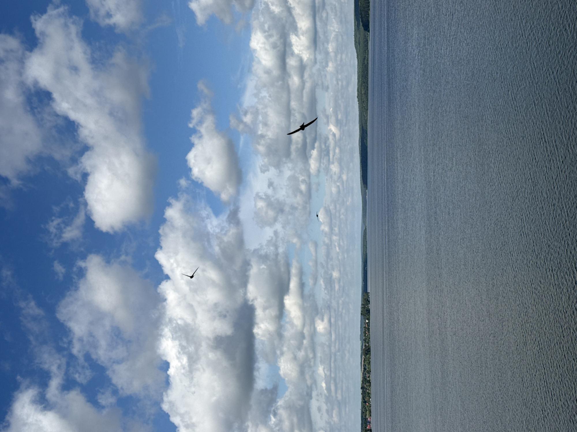 The image depicts a wide, tranquil body of water, likely a reservoir or lake, under a partially cloudy blue sky. In the foreground, the water's surface is textured with gentle ripples, reflecting the light. In the mid-ground, a distant shoreline is visible, characterized by a line of trees and a settlement with buildings. Several birds are in flight against the sky. One bird is prominent in the middle right, soaring with wings outstretched. Another, smaller bird is visible higher and to the left. A third bird is barely visible in the far distance. The sky is filled with a mixture of white, puffy cumulus clouds and patches of clear blue. This scene is consistent with the landscape around Votkinsk Reservoir in Votkinsk, Russia, a popular location for water activities and natural scenery.