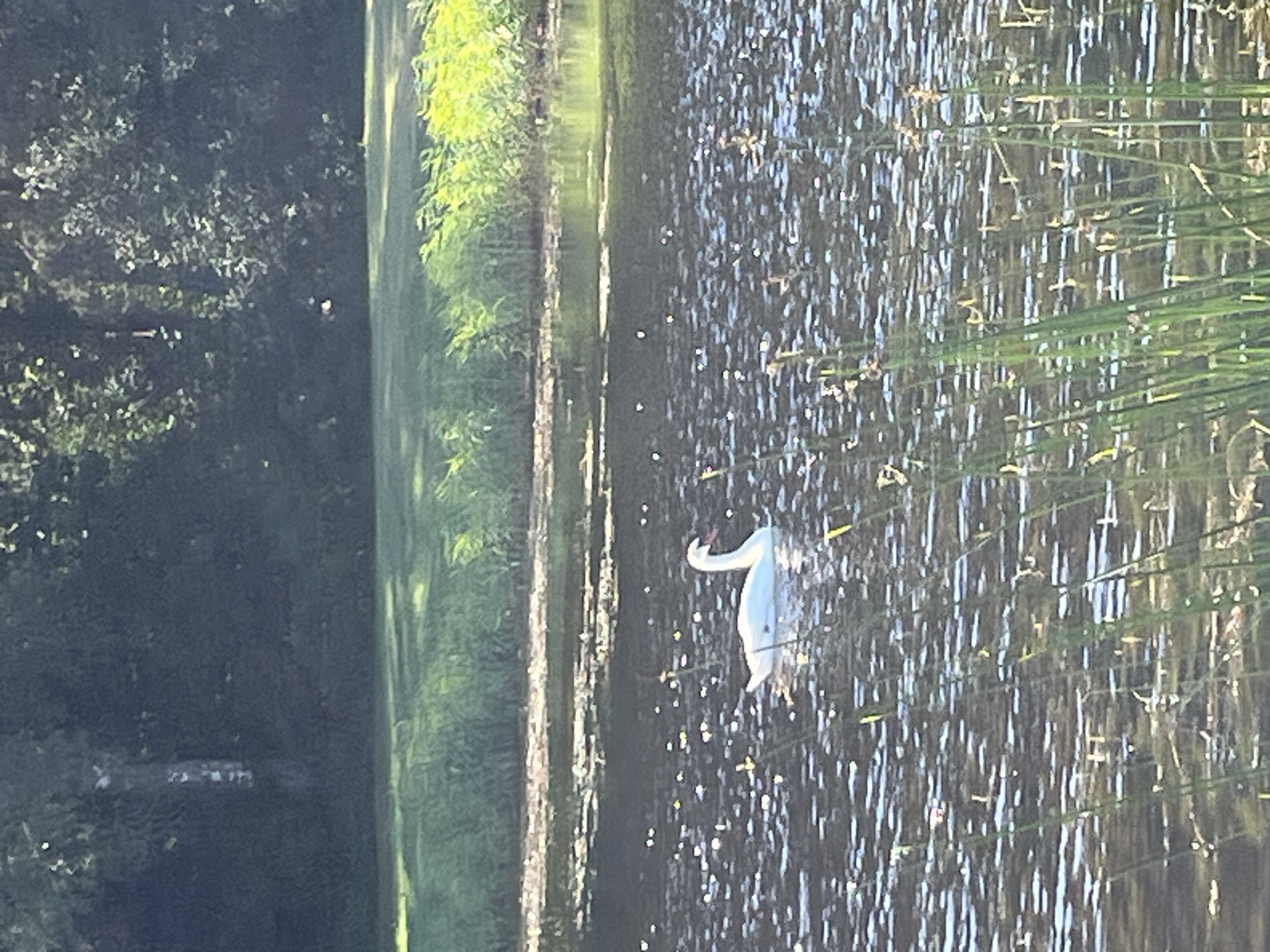 A white swan glides across a dark, rippling body of water. The water reflects the dappled sunlight, creating many bright highlights. Tall green reeds or grasses line the edge of the water in the foreground, with some stalks rising higher than others. In the background, a lush, green, tree-covered bank slopes upward. The trees are dense and dark, with some lighter patches of leaves where sunlight penetrates. The scene appears to be a natural body of water, possibly a pond or lake, situated in a park-like or natural setting within Vangaži, Latvia.