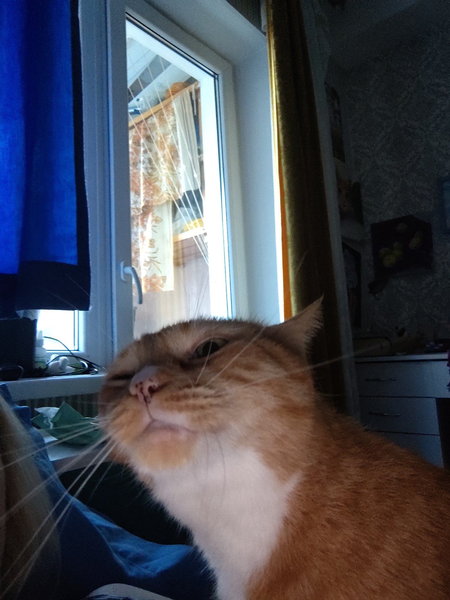 The image shows an orange and white cat with its face close to the camera, looking to the left. The cat's eyes are partially closed, and its whiskers are prominent. The background is blurred but appears to be an indoor setting with a window, curtains, and some furniture. There is a blue curtain on the left side of the image and a yellow curtain on the right. A white window handle is visible. The lighting suggests it may be daytime. The scene does not provide any specific information that can be used to determine its location in the city of Kyiv, Ukraine.