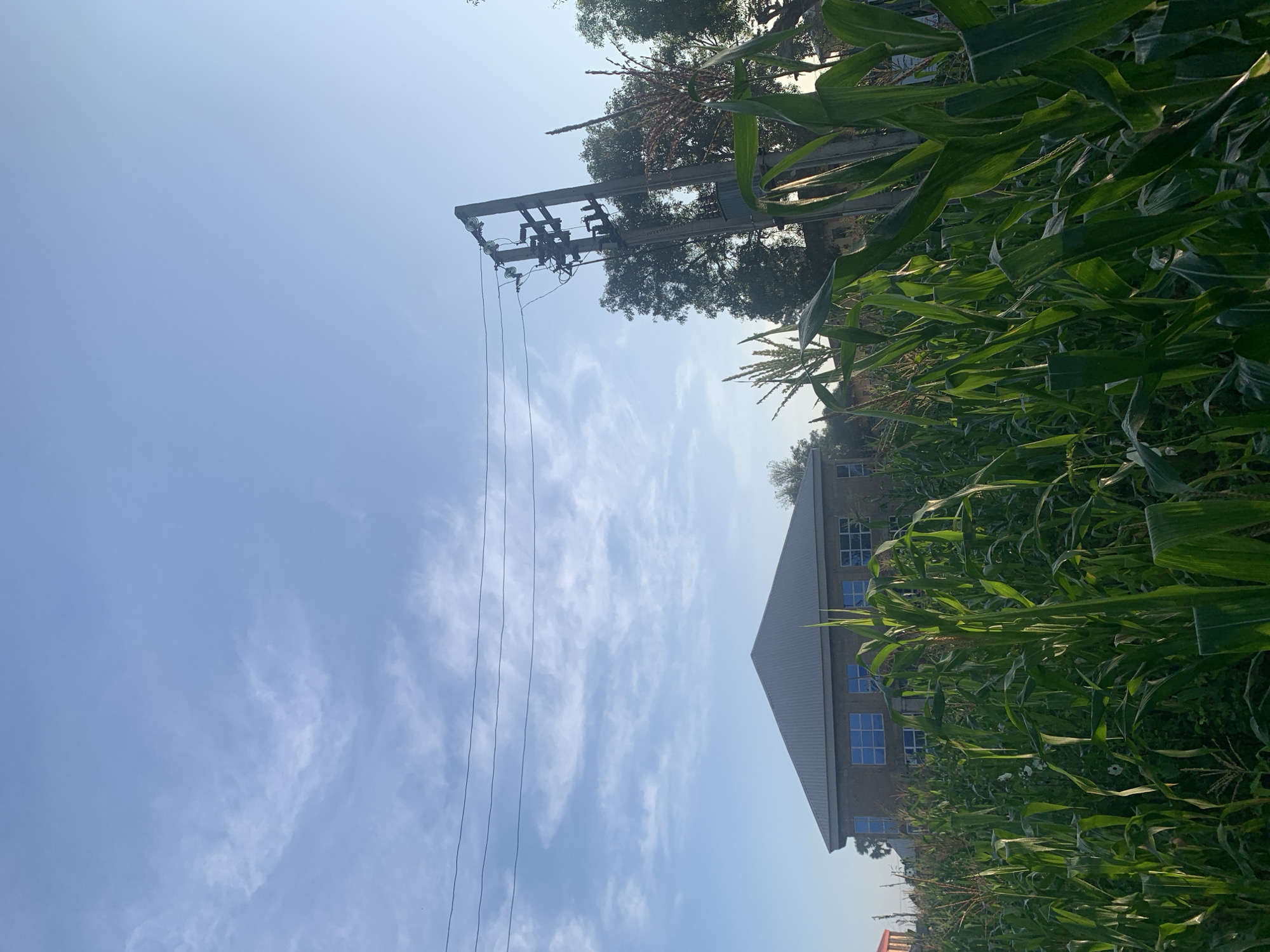 This image depicts a view of a building with a gray, sloped roof and light brown brick walls, featuring several large windows with blue panes. The building is situated behind a dense field of tall, green corn stalks, which occupy the foreground and midground. To the right of the building, a concrete utility pole with electrical equipment and wires is visible, also partially obscured by the corn. The sky above is a clear blue with scattered, wispy white clouds. The overall scene suggests a rural or semi-rural setting, likely in the city of Rafin Par, Nigeria, given the agricultural element of the cornfield.