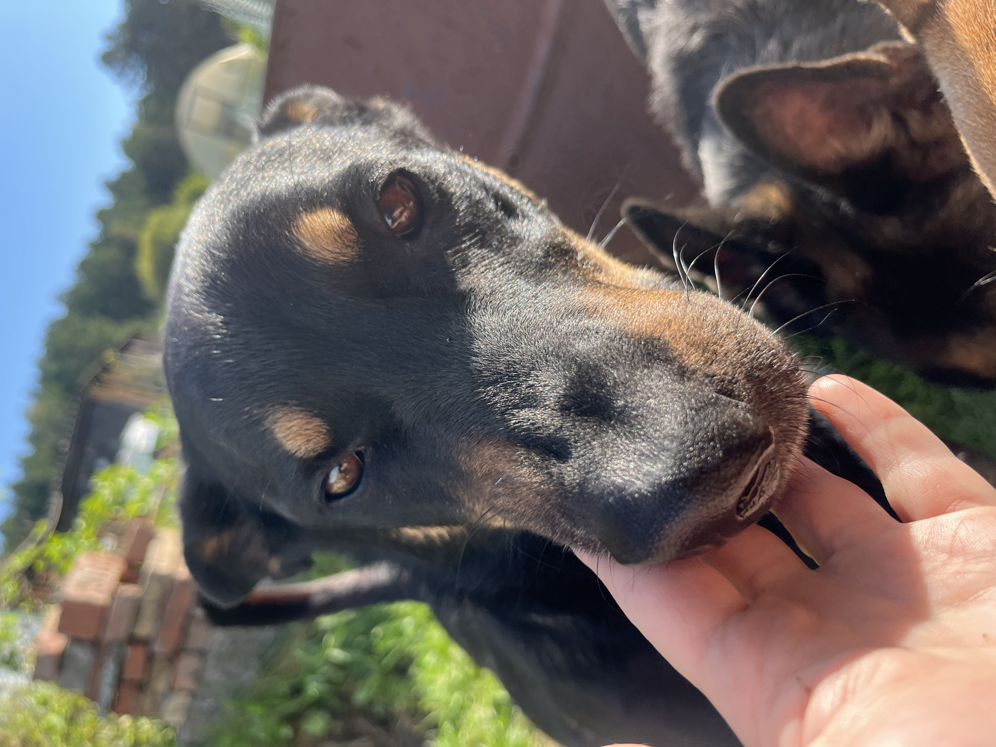 In a sunlit outdoor setting, a close-up shot focuses on the face of a black and tan dog. The dog's head is tilted slightly towards the camera, and its large, expressive brown eyes are looking directly at the viewer. A human hand is gently touching the dog's snout, with the thumb and index finger positioned on either side of its nose. The dog's fur appears thick and slightly coarse.
In the background, the environment is slightly blurred but suggests a rural or backyard scene. To the left, there are weathered red bricks, possibly part of a wall or structure. Green foliage and grass are visible, indicating vegetation. Further in the background, a greenhouse or similar structure with a curved translucent roof can be seen, along with trees against a clear blue sky. The lighting suggests it is daytime, with strong sunlight casting shadows. Another dog, with predominantly black fur and brown markings on its face, is partially visible in the lower right portion of the frame, appearing to be close to the primary subject. The overall impression is one of an interaction between a person and a dog in an outdoor, natural environment. The location is identified as Nizhny Tagil, Russia.