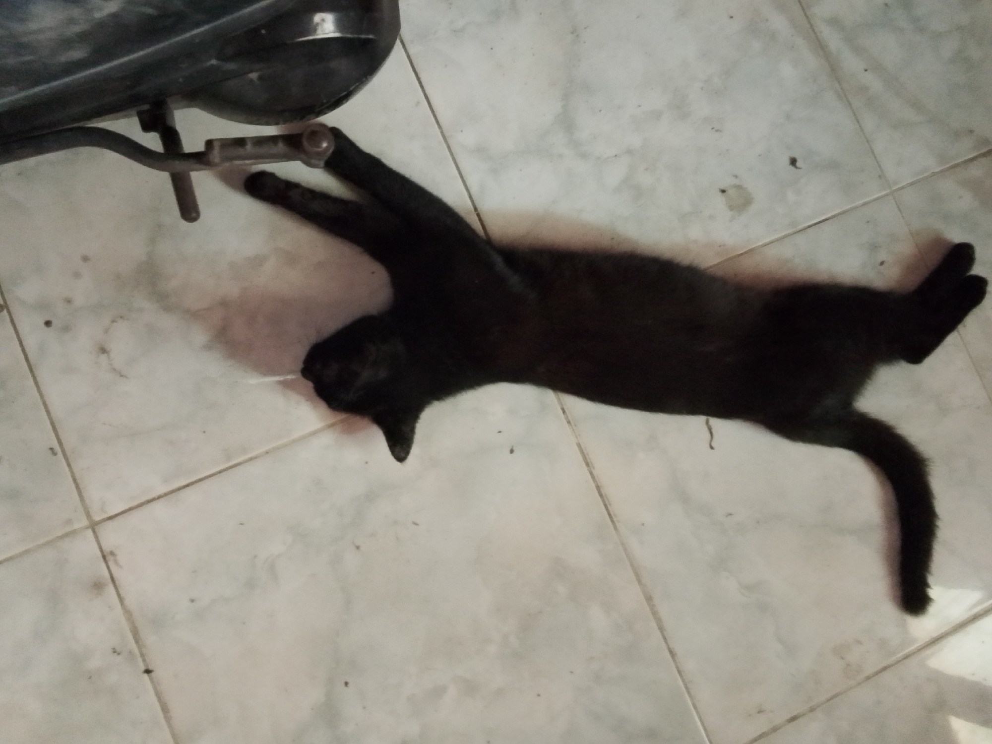 A black cat is lying on its back on a tiled floor in front of a motorcycle. The cat is on its back with its paws in the air, seemingly relaxed or stretching. The motorcycle is dark-colored and partially visible at the top left of the image. The floor is made of light-colored square tiles, with visible grout lines. There are some light smudges and dark specks on the tiles, suggesting a potentially worn or slightly dirty environment. The lighting is somewhat dim, casting shadows. The overall scene appears to be an indoor or covered outdoor area, possibly a garage or patio, within Bulurejo, Indonesia.