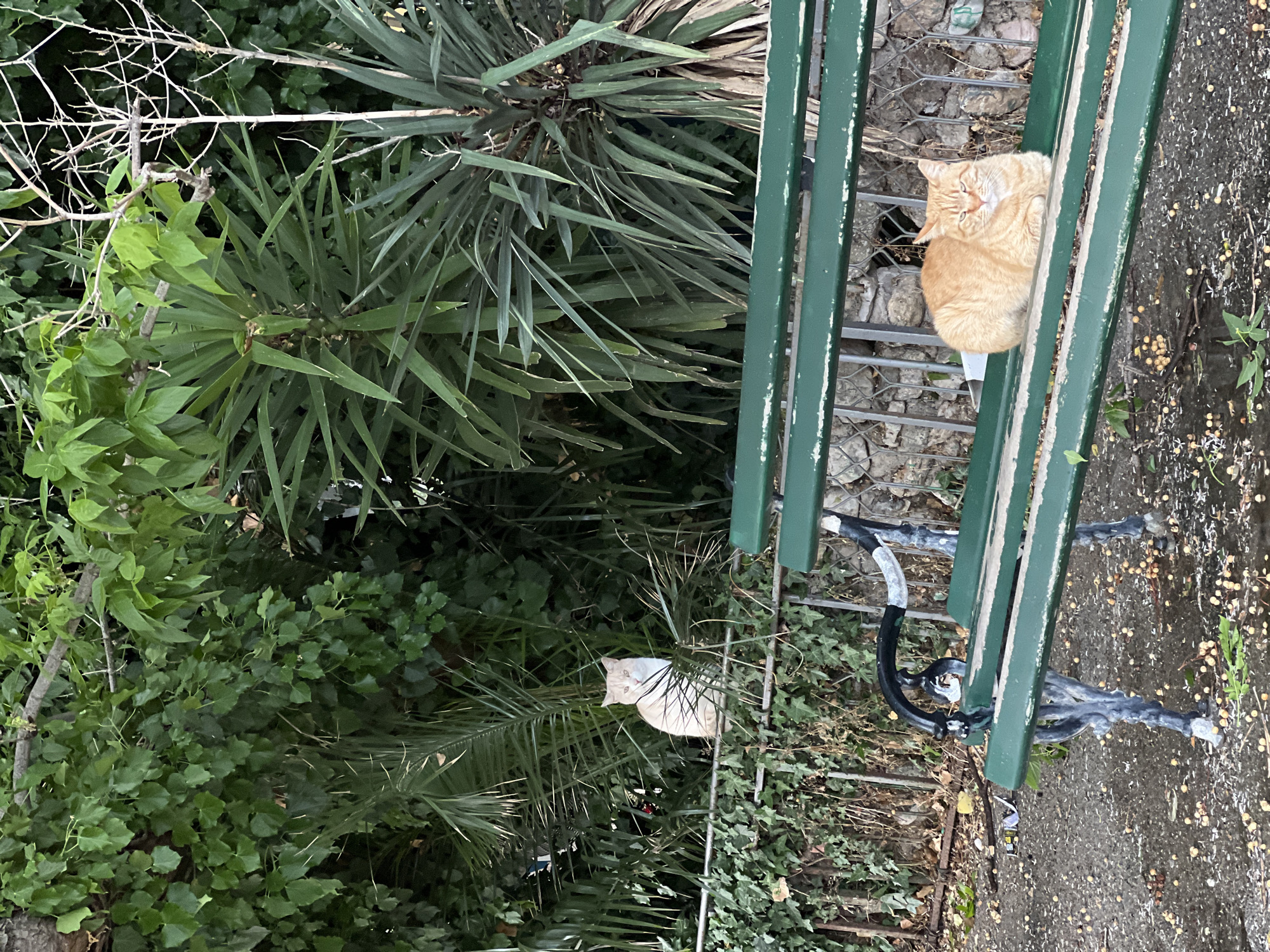 The scene shows a green bench located outdoors amidst lush vegetation. An orange cat is curled up on the bench. A white cat is nestled amongst the green plants. The location is Budva, Montenegro.