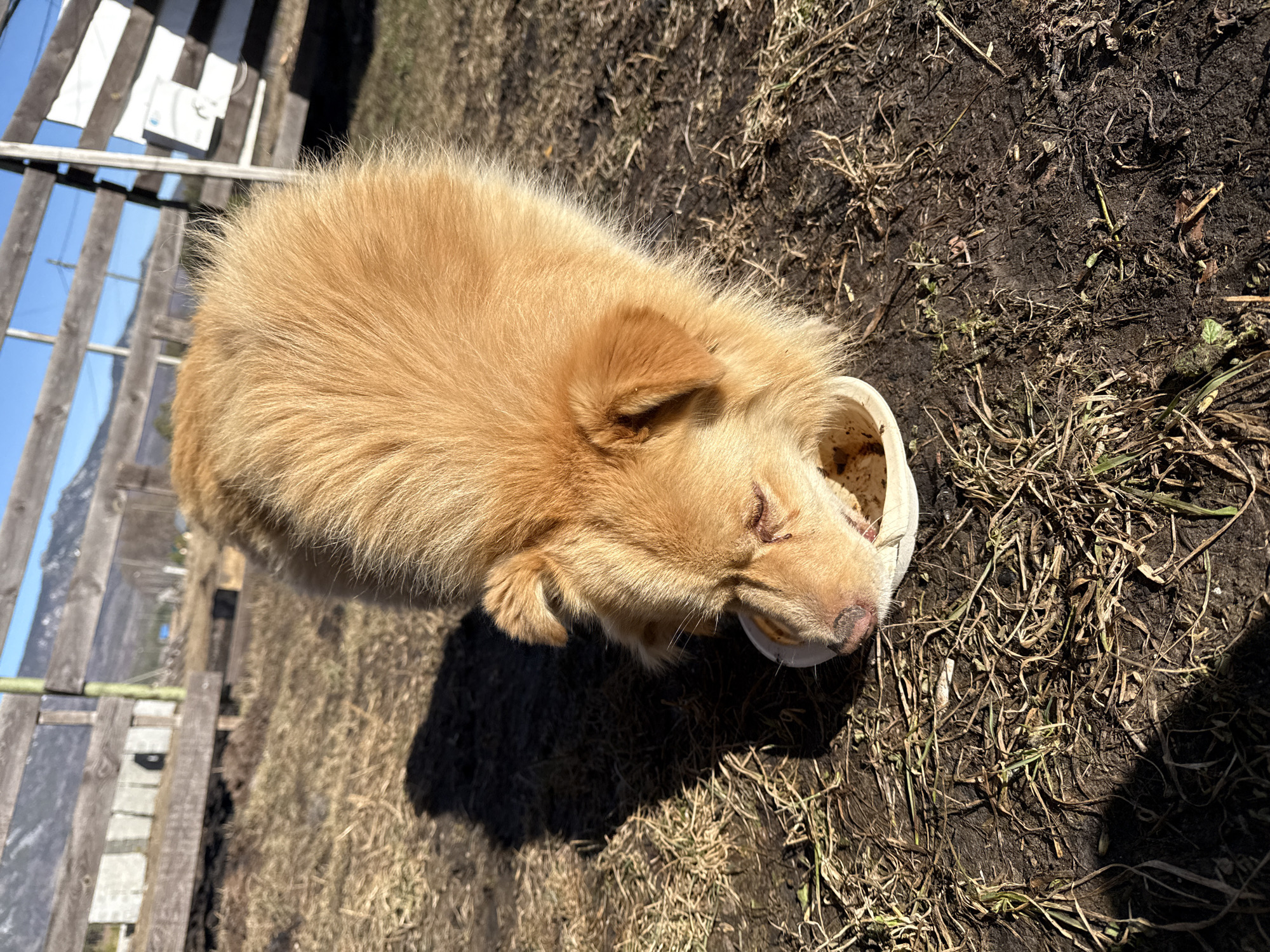 Tyulyuk, Russia: A medium-sized, light-brown, long-haired dog eats from a white bowl on the ground, which is mostly bare soil with dry grass. A partially visible wooden fence is in the background. The day is sunny.