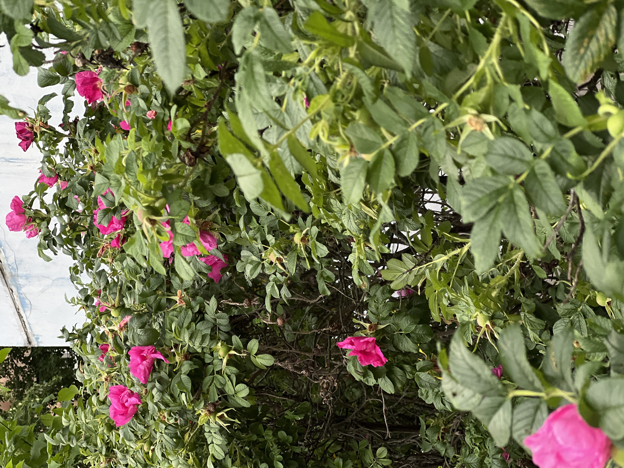 The image shows a close-up view of a wild rose bush with bright pink flowers and green leaves. Some rose hips are also visible. The bush is dense and overgrown, with thorny branches. In the background, a pale blue and white building wall is partially visible. The overall setting appears to be an outdoor urban environment, possibly a garden or a natural area within a city. The location is listed as Unknown, Russia.