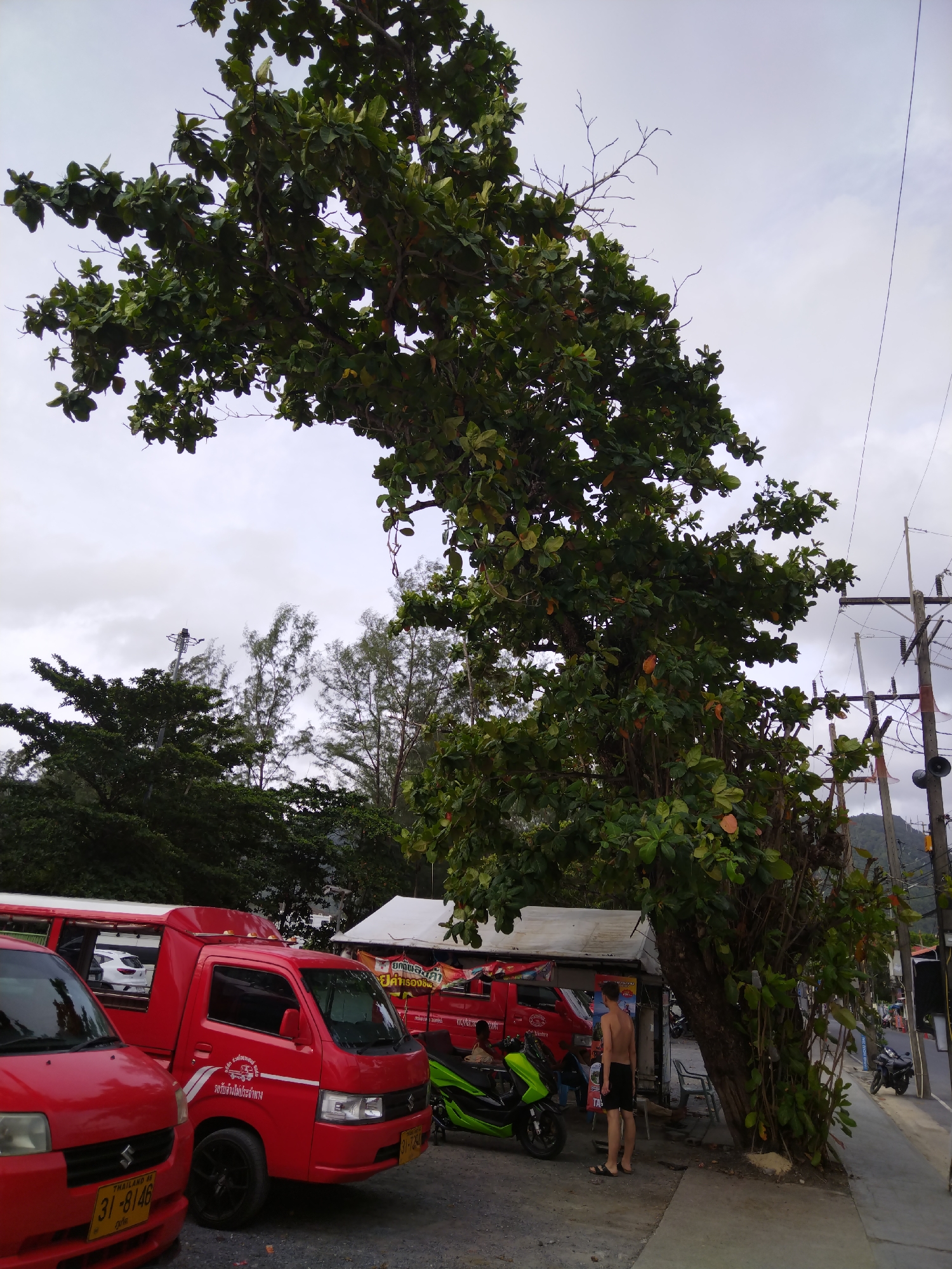 This is a full-frame, eye-level, medium shot capturing a street scene in Kamala, Thailand. Dominating the frame is a large, leafy tree with a thick trunk, its branches extending horizontally across the upper portion of the image. The tree has green leaves and some orange fruits. To the left of the tree, two red vehicles, possibly taxis, are parked. The vehicle in the foreground is a small red truck with a license plate that reads "31-8146". Behind it is another red vehicle, a van, with a white stripe and Thai text. A green scooter is parked to the right of the truck. Two individuals are visible near the vehicles: one is standing, a young man with dark hair, wearing black shorts and no shirt, facing away from the camera. Another person, possibly a child, is seated on the green scooter, facing towards the red van.
Behind the vehicles, a small, open-air structure with a white roof and corrugated metal walls is present, serving as a makeshift shelter or shop. Further in the background, more trees and foliage are visible, along with utility poles and wires, suggesting an urban or semi-urban environment. The sky is overcast and appears cloudy. The overall scene depicts a typical roadside setting in a tropical location.