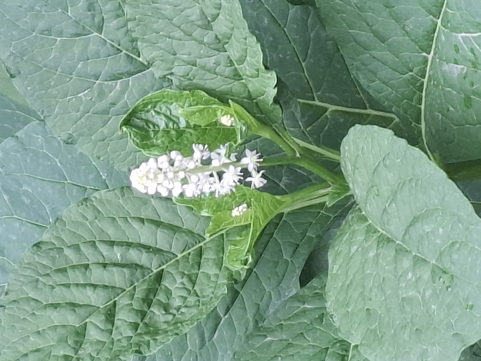 The image displays a close-up view of a flowering plant with large, green leaves and a cluster of small white flowers. The leaves are broad and have prominent veins. The flowers are arranged in a dense spike. The background is filled with more of the plant's foliage, creating a lush green setting. There are no people or structures visible in the image. The location in Almaty, Kazakhstan is not specified or discernible from the visual content of the photograph.