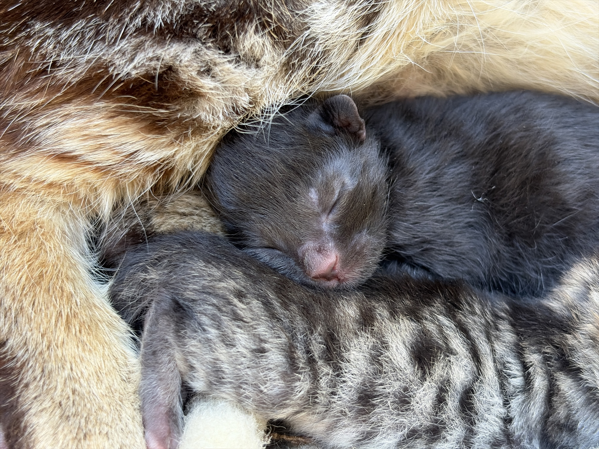 A close-up, high-angle shot captures a tender moment of two newborn or very young kittens nestled intimately with what appears to be their mother. The entire frame is filled with soft fur, emphasizing warmth and closeness.
On the left and top, the mother cat's fur displays a rich texture with varying shades of brown, tan, and cream, suggesting a tortoiseshell or calico pattern. Centrally, a dark grey kitten is sleeping soundly, its tiny, delicate pink nose and closed eyes visible. Its small, rounded ear is also visible as it rests against the mother's fur.
Below the dark grey kitten, another tiny feline is partially visible, characterized by its distinct grey fur with prominent dark tabby stripes. A small patch of soft white fur is seen near this kitten, possibly a paw or part of its belly. Both kittens appear to be deeply asleep, curled up in a secure and protective embrace. The soft lighting highlights the intricate textures of the fur, creating a sense of peace and tranquility. The scene conveys a strong feeling of maternal protection and comfort. No text is visible in the image.