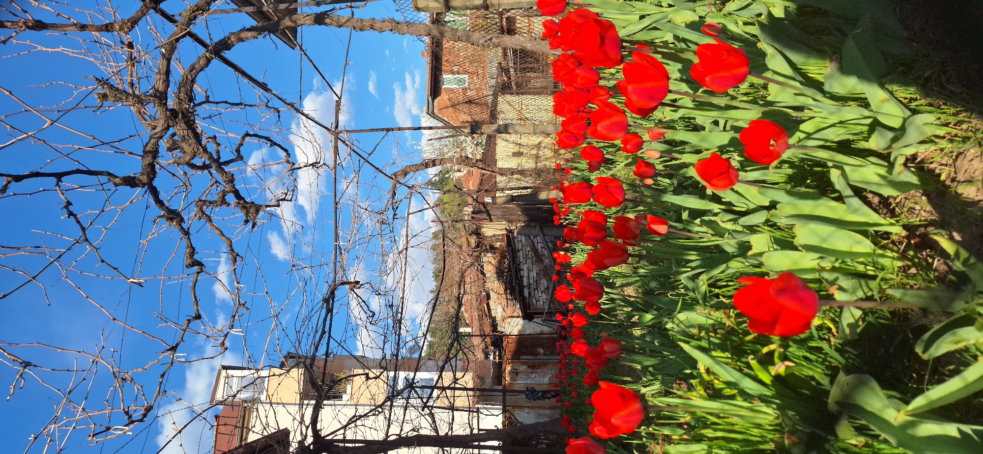 The image captures a sunny scene in Blagoevgrad, Bulgaria. A row of bright red tulips lines the right side of the frame, their green leaves contrasting with the red petals. Behind the tulips is a weathered fence and glimpses of buildings, including a structure with red brick and other buildings with painted exteriors. An elaborate network of bare tree branches and trellises occupies the left side of the image, reaching up into a blue sky with scattered white clouds. The scene suggests a residential area in early spring, with the vibrant tulips signaling the season's arrival.