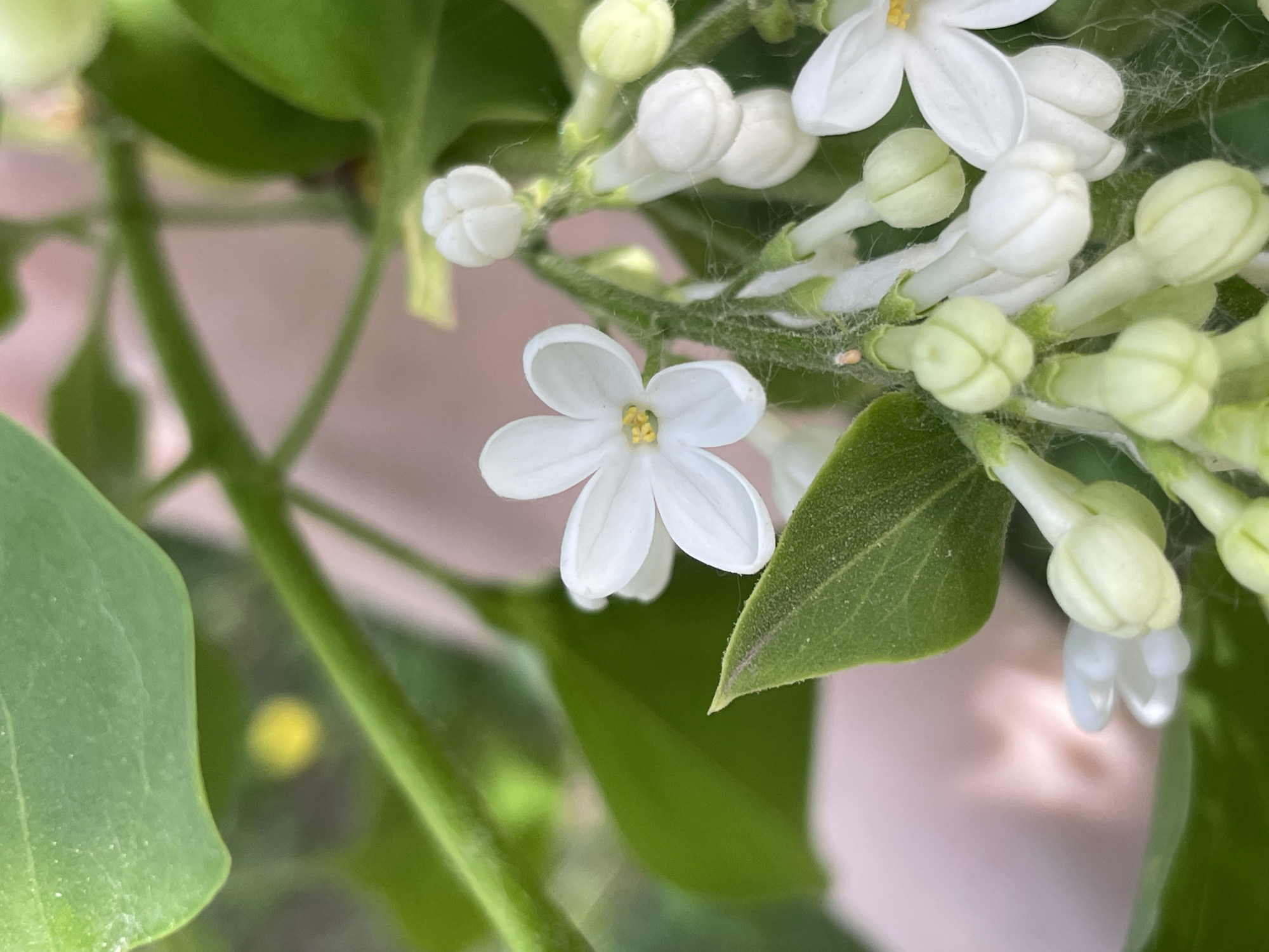 Close-up shot of white lilac flowers, some open and some in bud. Leaves are green and prominent. The presence of webbing suggests possible spider activity. The location in Izhevsk, Russia is not determinable from the image.