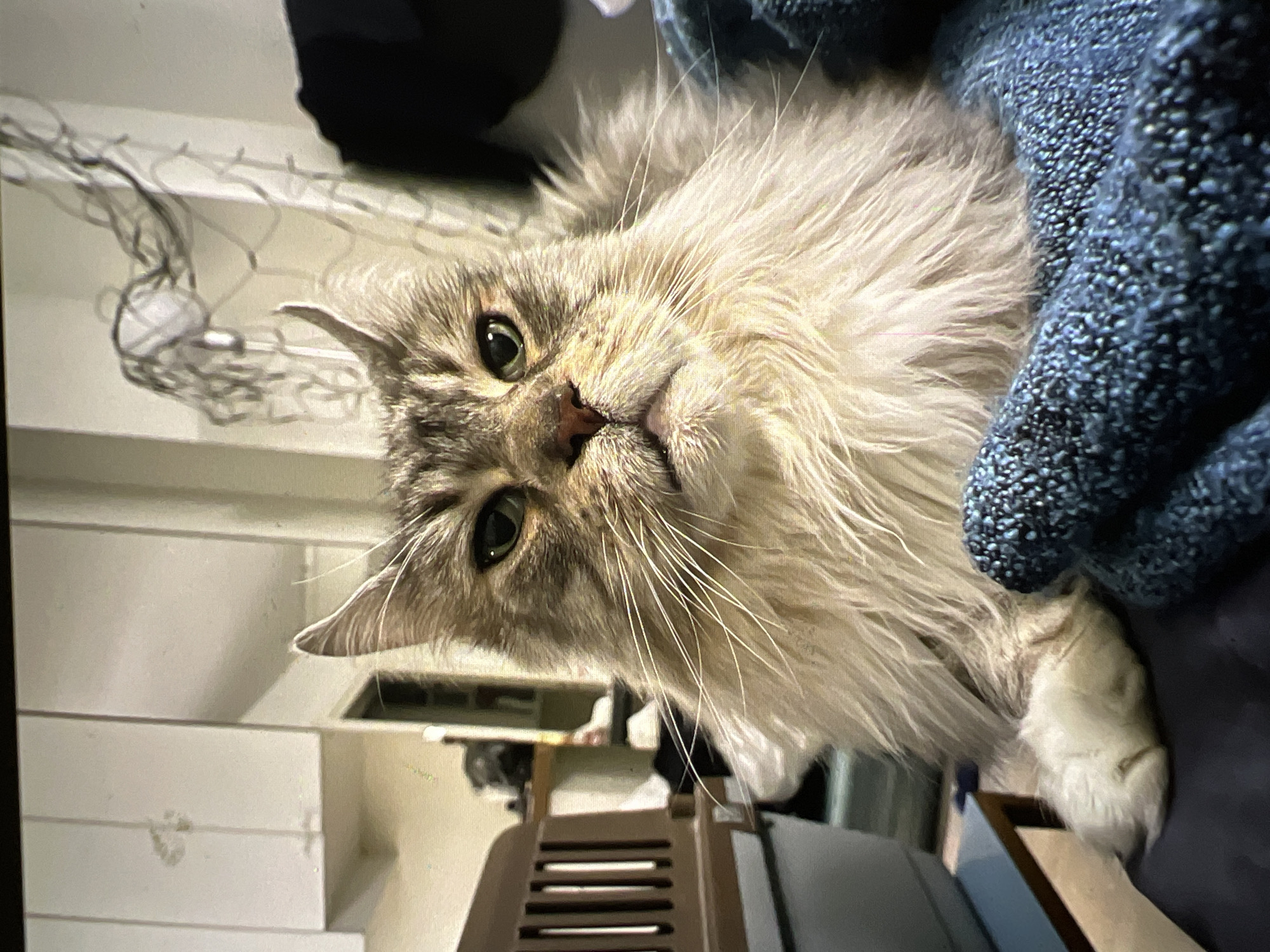 A fluffy cat with green eyes is the central subject of the image, nestled in a blue blanket. The cat's fur is a mix of grey and light brown, with white paws. Behind the cat, a brown pet carrier is visible on the left. The background appears to be an indoor setting, possibly a kitchen or living area, with white cabinets and some string lights hanging on the wall. The overall lighting suggests an indoor, possibly evening, environment. The image does not contain any elements that would indicate a specific location in Verona, Italy.