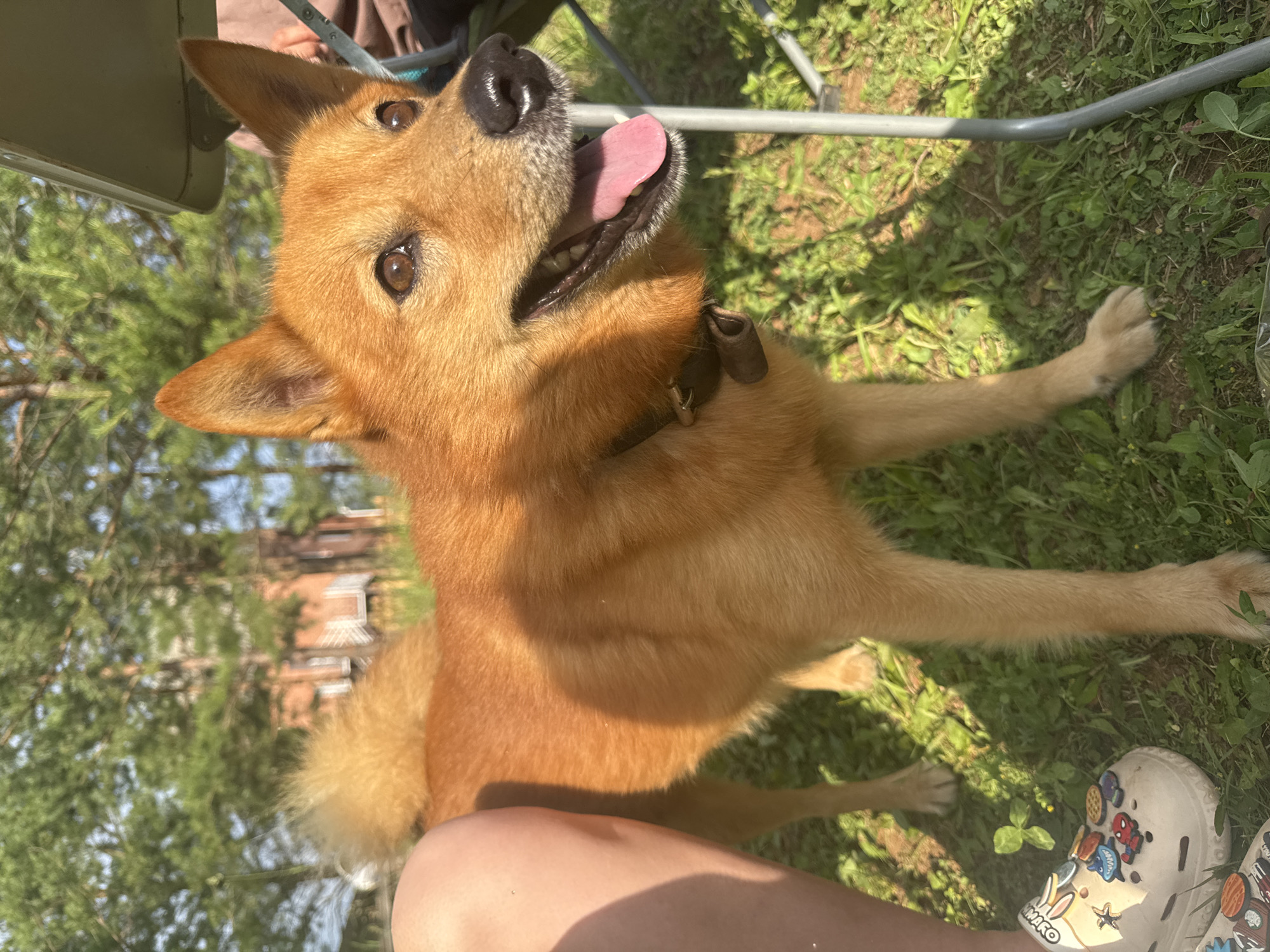 A medium shot photograph captures a tan dog with erect ears and a bushy tail, standing on a grassy area. The dog is panting with its tongue visible and appears to be looking slightly to the right of the frame. A person's legs, wearing a light-colored clog with various charms, are visible on the left side of the image. A metal table leg is positioned on the right. The background consists of blurred green trees and a building. The image was taken in the city of Chaikovsky, Russia.