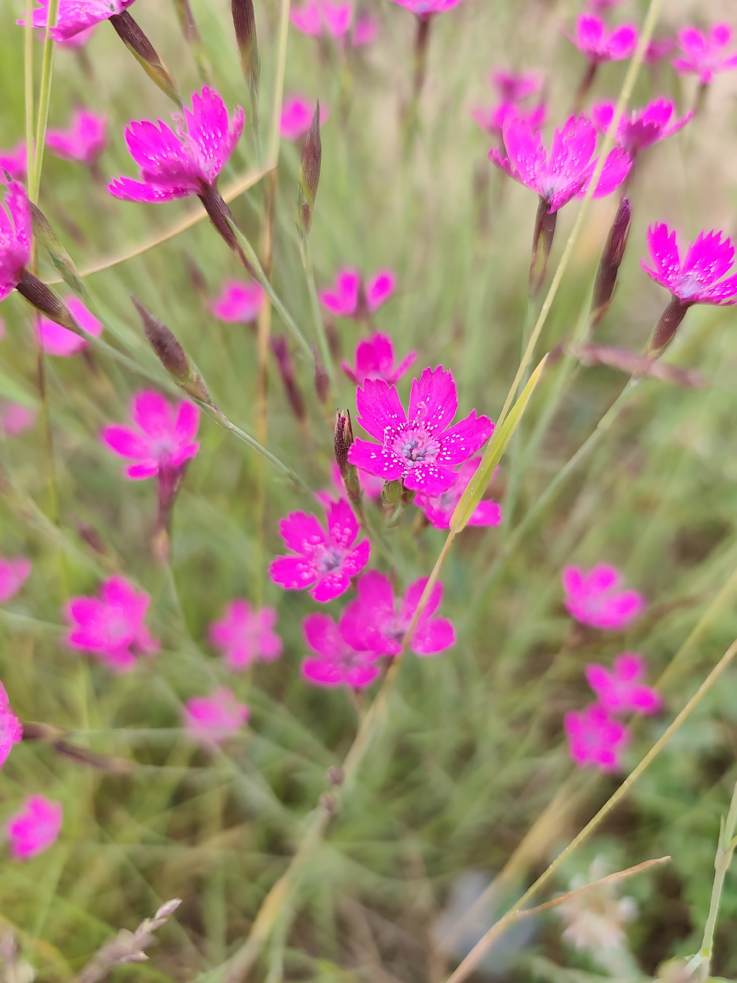 This media file is a close-up, vertical shot of several small, bright pink flowers with fringed petals, surrounded by green grass and a few dark, slender seed pods. The flowers are in various stages of bloom, with some fully open and others still budding. The center of the open flowers reveals delicate white stamens. A thin, dried grass stalk runs diagonally across the frame, adding a touch of texture. The background is softly blurred, emphasizing the sharpness of the flowers in the foreground. The lighting suggests it might be daytime, possibly early morning or late afternoon, with a soft, diffused light. The setting appears to be a natural, outdoor environment, consistent with a field or meadow in Mykulychyn, Ukraine. There is no text visible in the image.