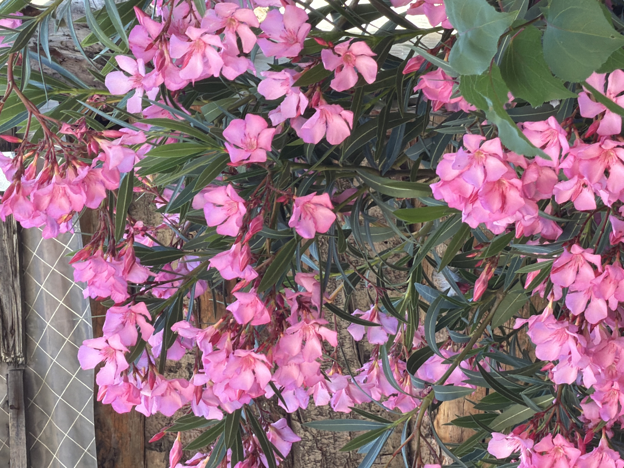 A cluster of bright pink oleander flowers, with their delicate petals and green foliage, are in full bloom against a textured wooden background and a grey, diamond-patterned lattice. The flowers are tightly packed, creating a vibrant display of color and life. The wooden surface behind the flowers shows signs of age and weathering, with visible grain and texture. The lattice, positioned above the wooden surface, adds a geometric element to the scene. The overall impression is one of natural beauty juxtaposed with man-made structures. The lighting suggests it is daytime, with soft shadows indicating the sun is not directly overhead.