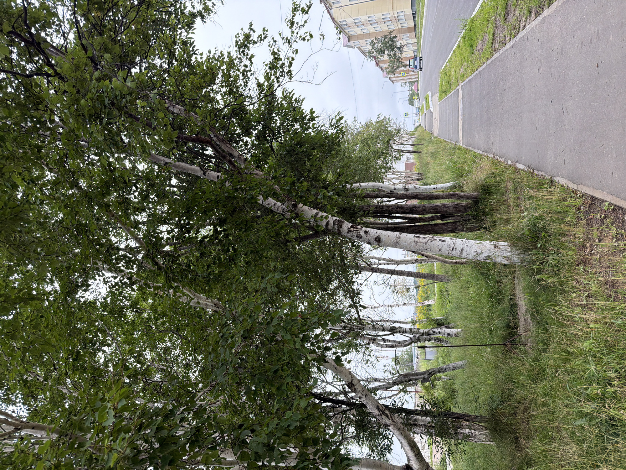 The image depicts a street scene in the city of Okha, Russia. On the left side of the frame, a row of trees with white bark, likely birch trees, lines a grassy area. A paved sidewalk runs parallel to the street on the right. The street itself is asphalt and appears to be a two-lane road. A dark blue car is visible driving away from the viewer on the right side of the street. In the background, several multi-story apartment buildings with light-colored facades and red roofs are situated. The sky is overcast.
